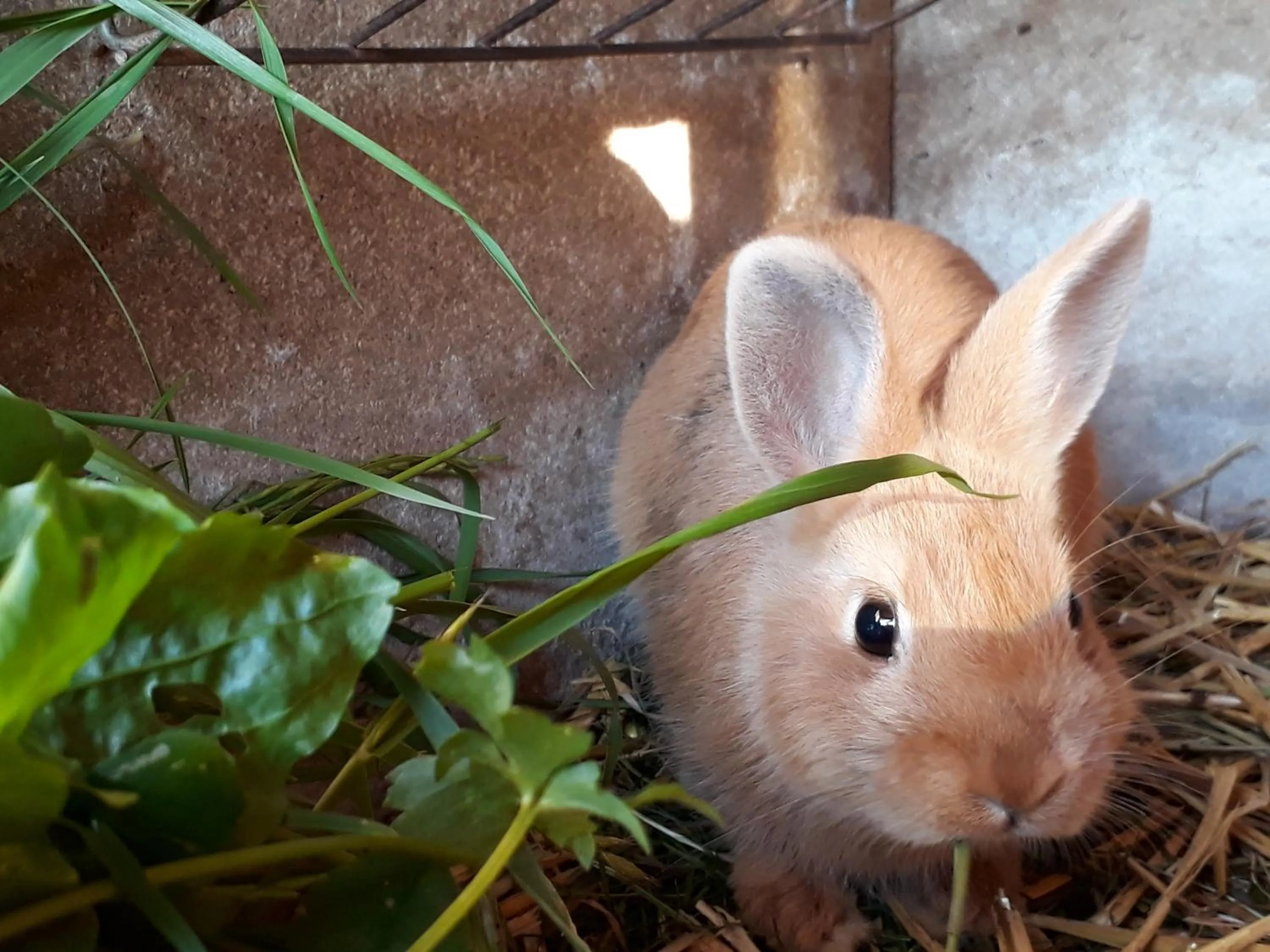 Animals in Wiesenhof Rusch