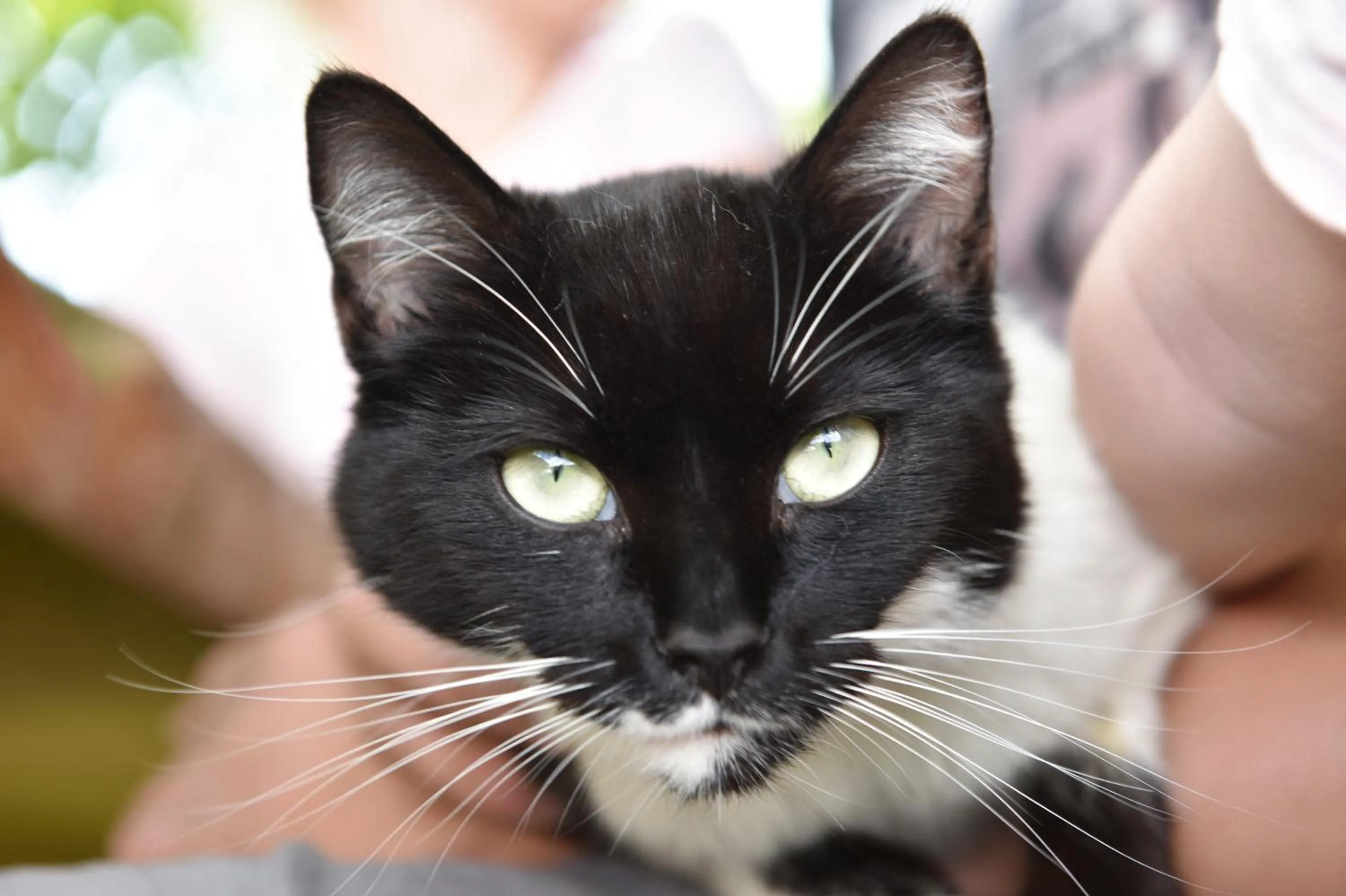 Animals in Wiesenhof Rusch