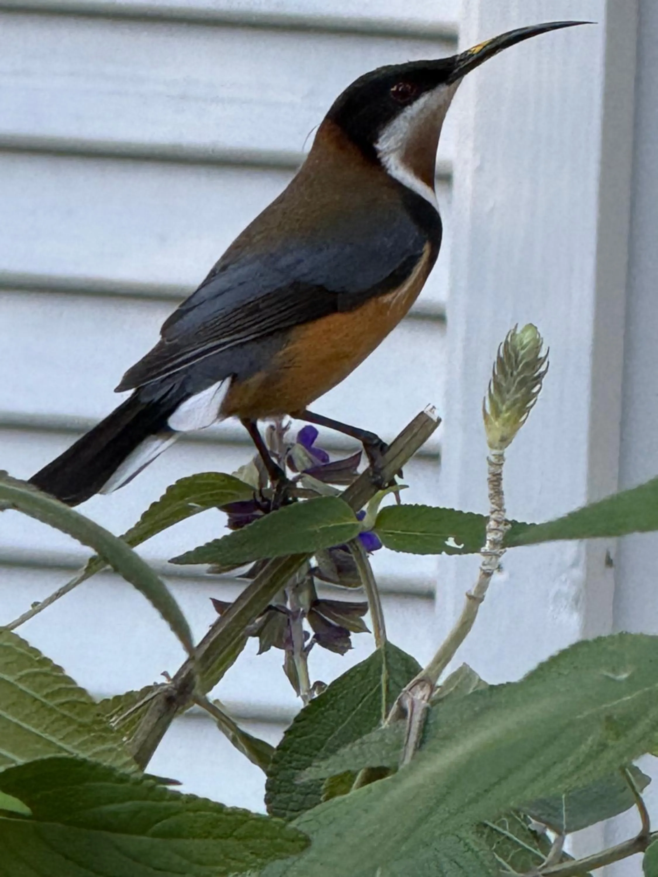 The Castle - Villa by the Sea