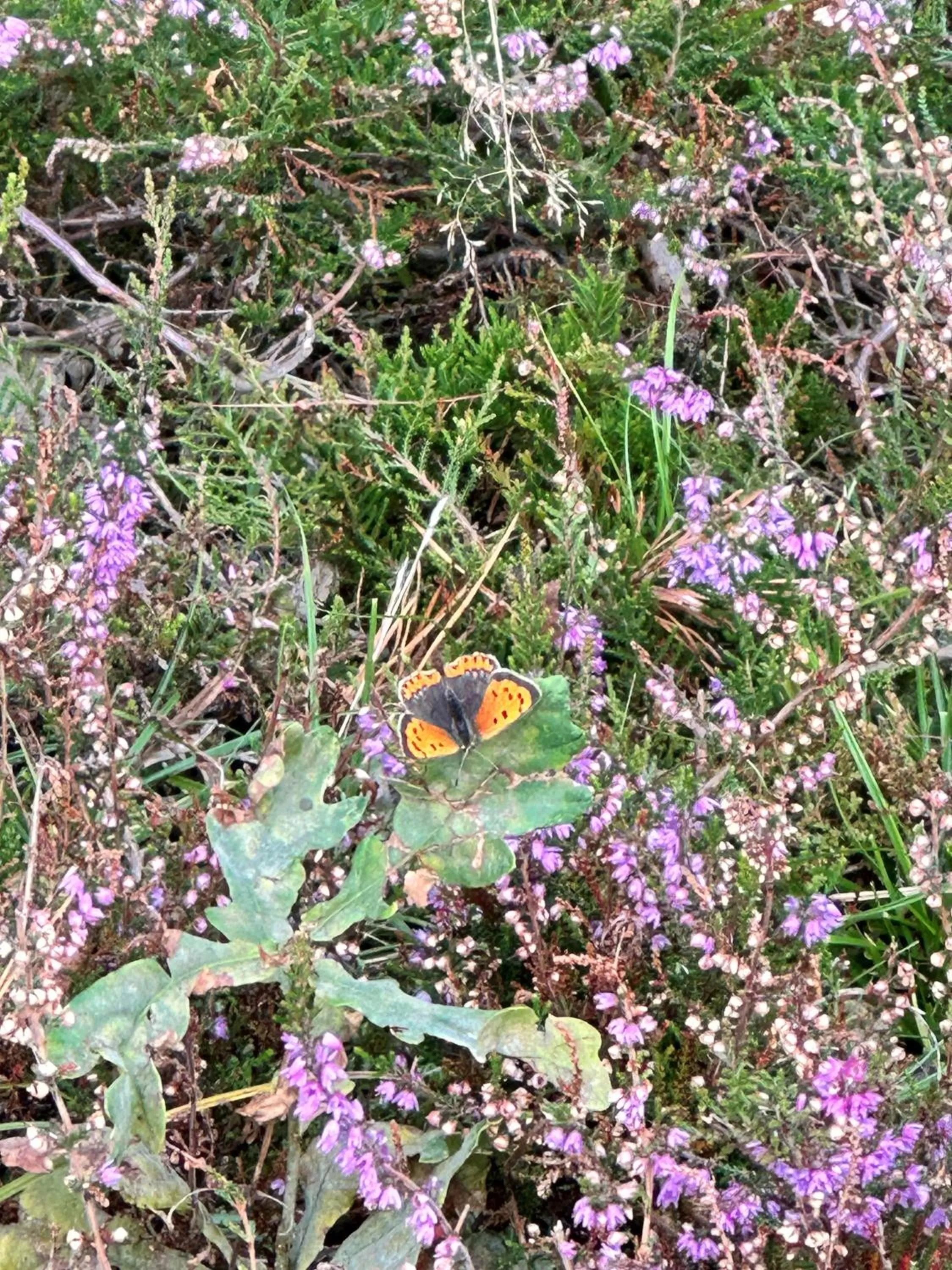 Autumn in Gasterij Hotel Dennenoord