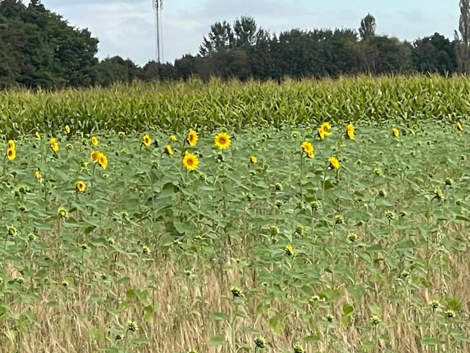 Area and facilities in Gasterij Hotel Dennenoord
