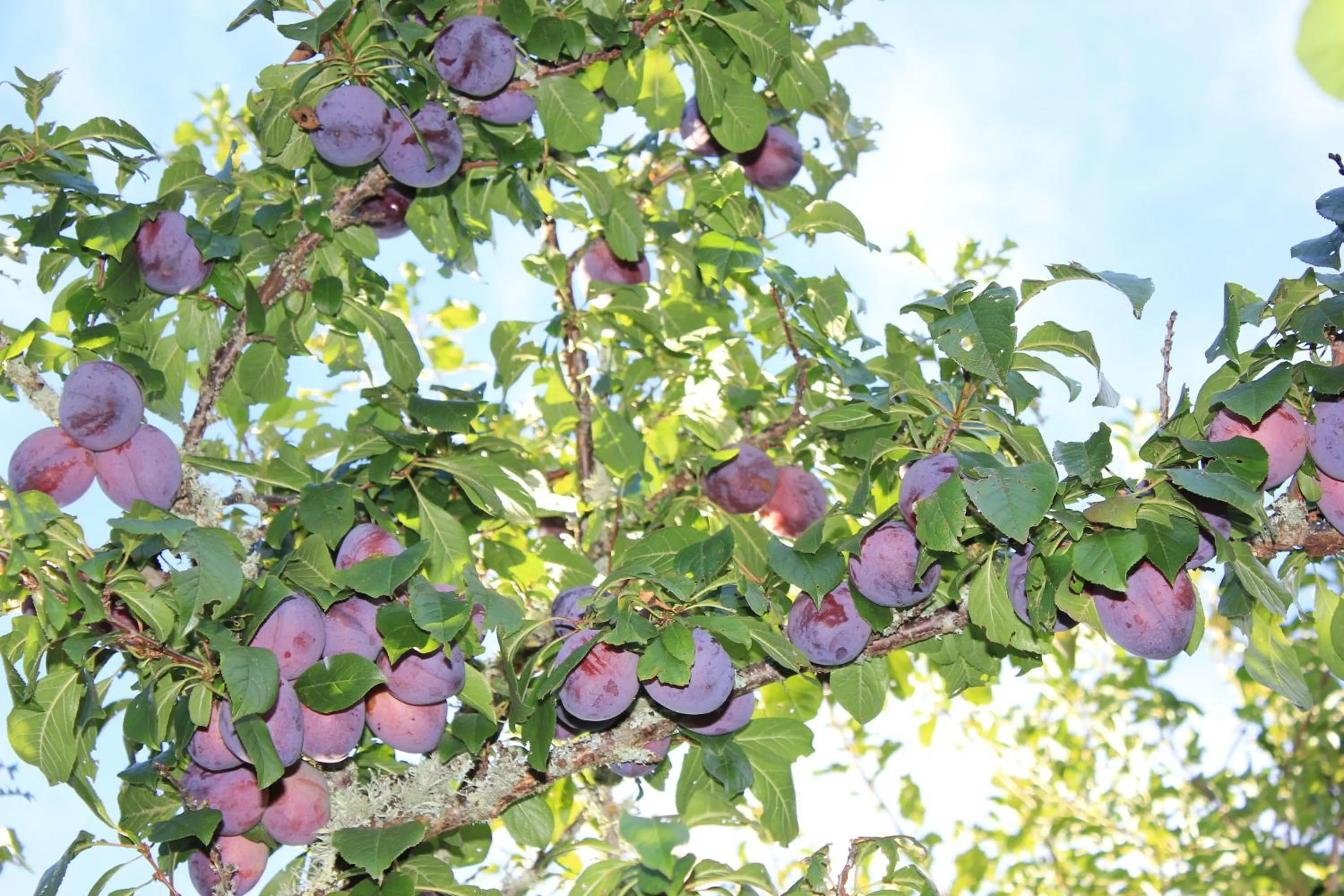 Day in Jack & Di's Lakefront Motel