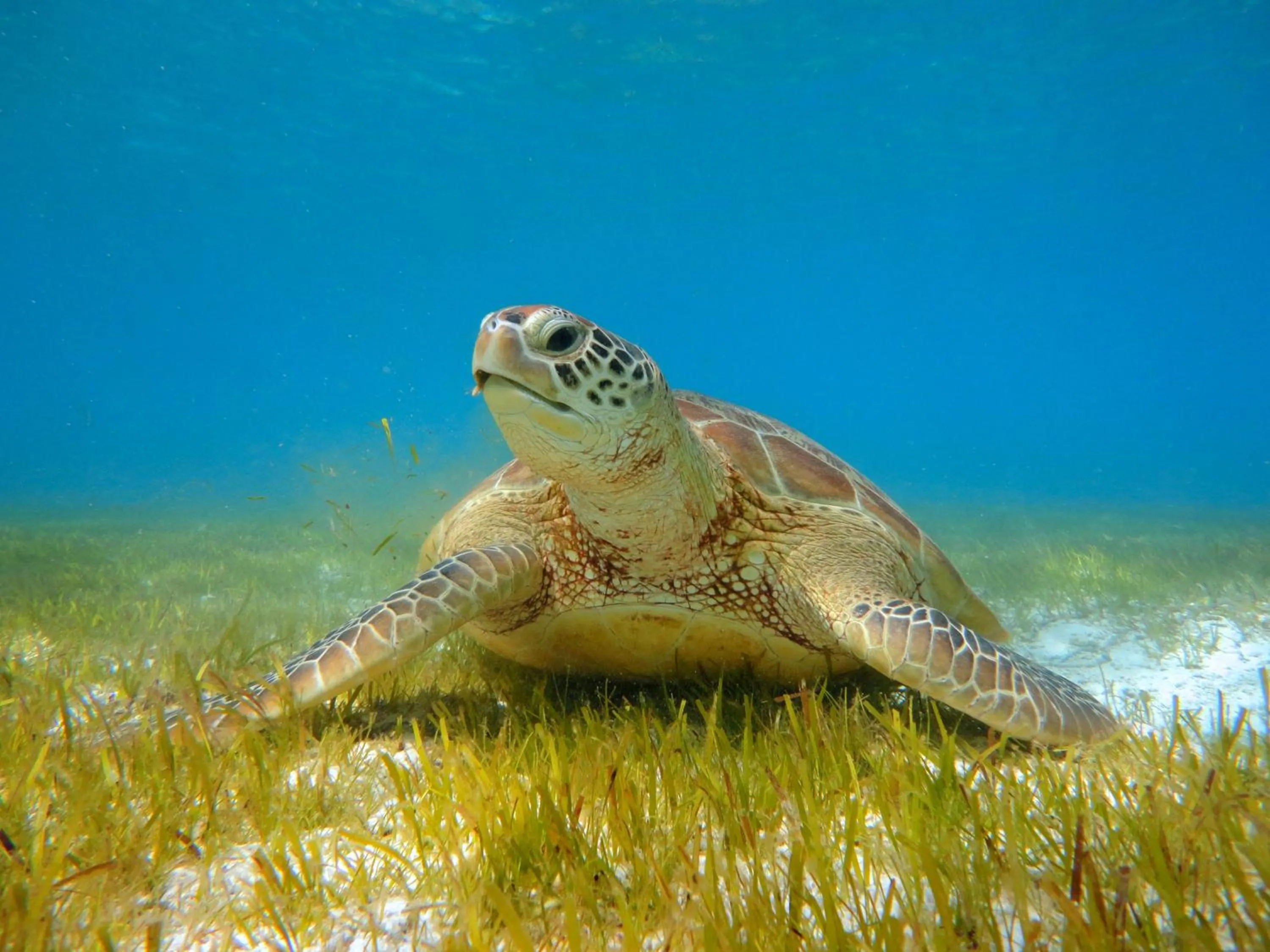Snorkeling in Kudadoo Maldives Private Island – Luxury All inclusive