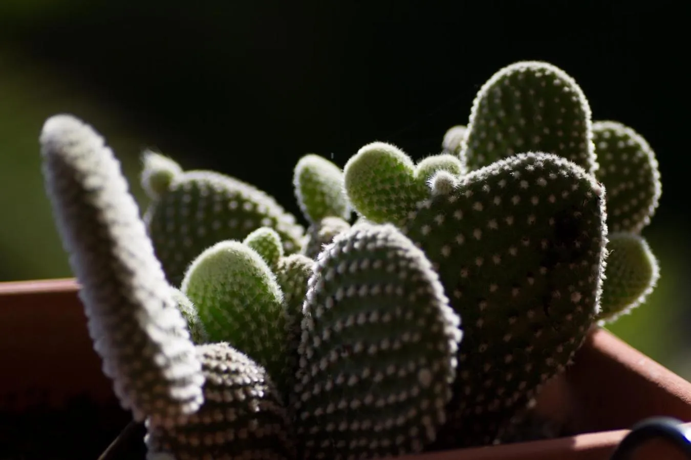 Balcony/Terrace in B&B Nacorè