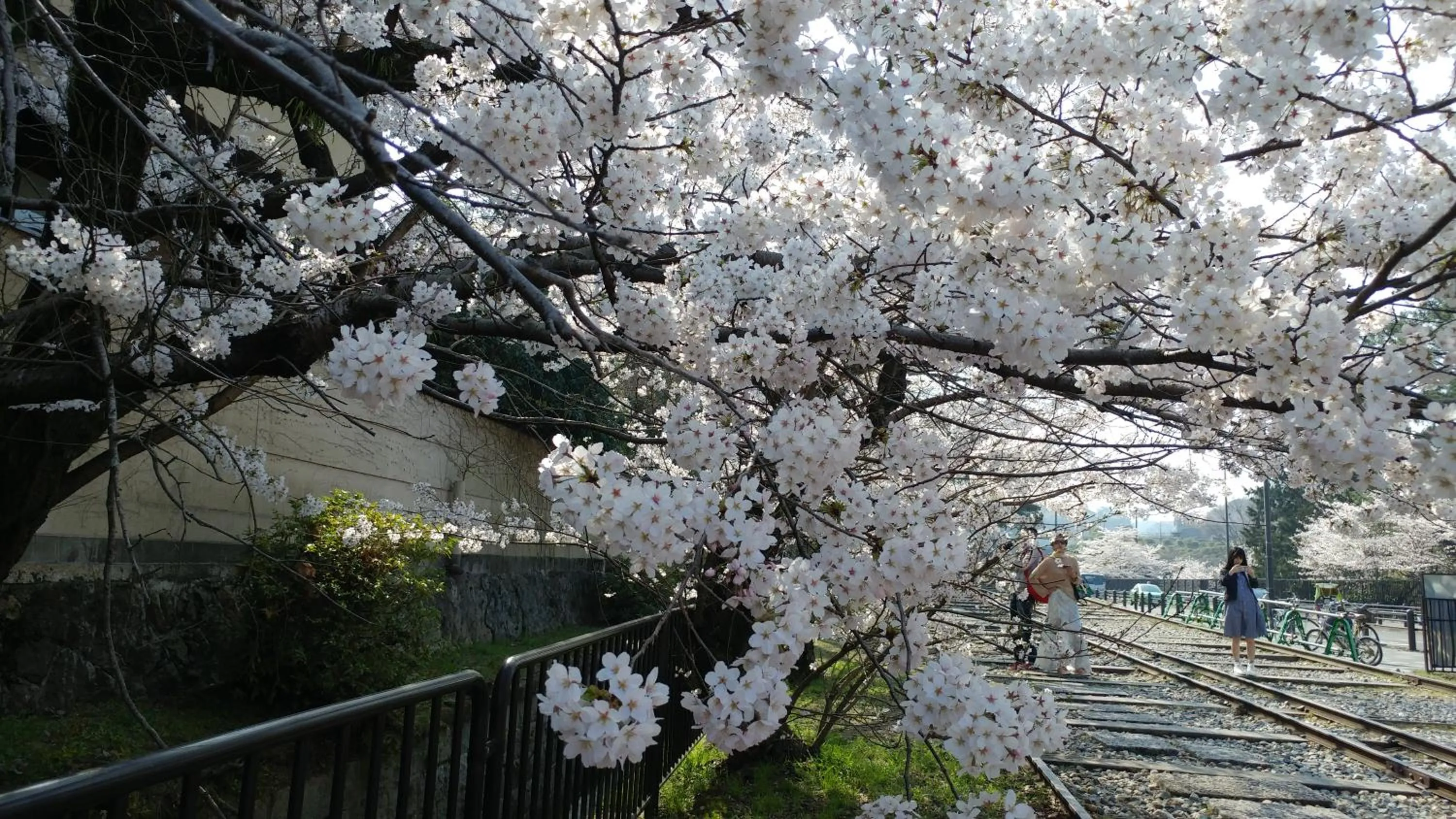 Spring in Kyoto-Gion Tourist House