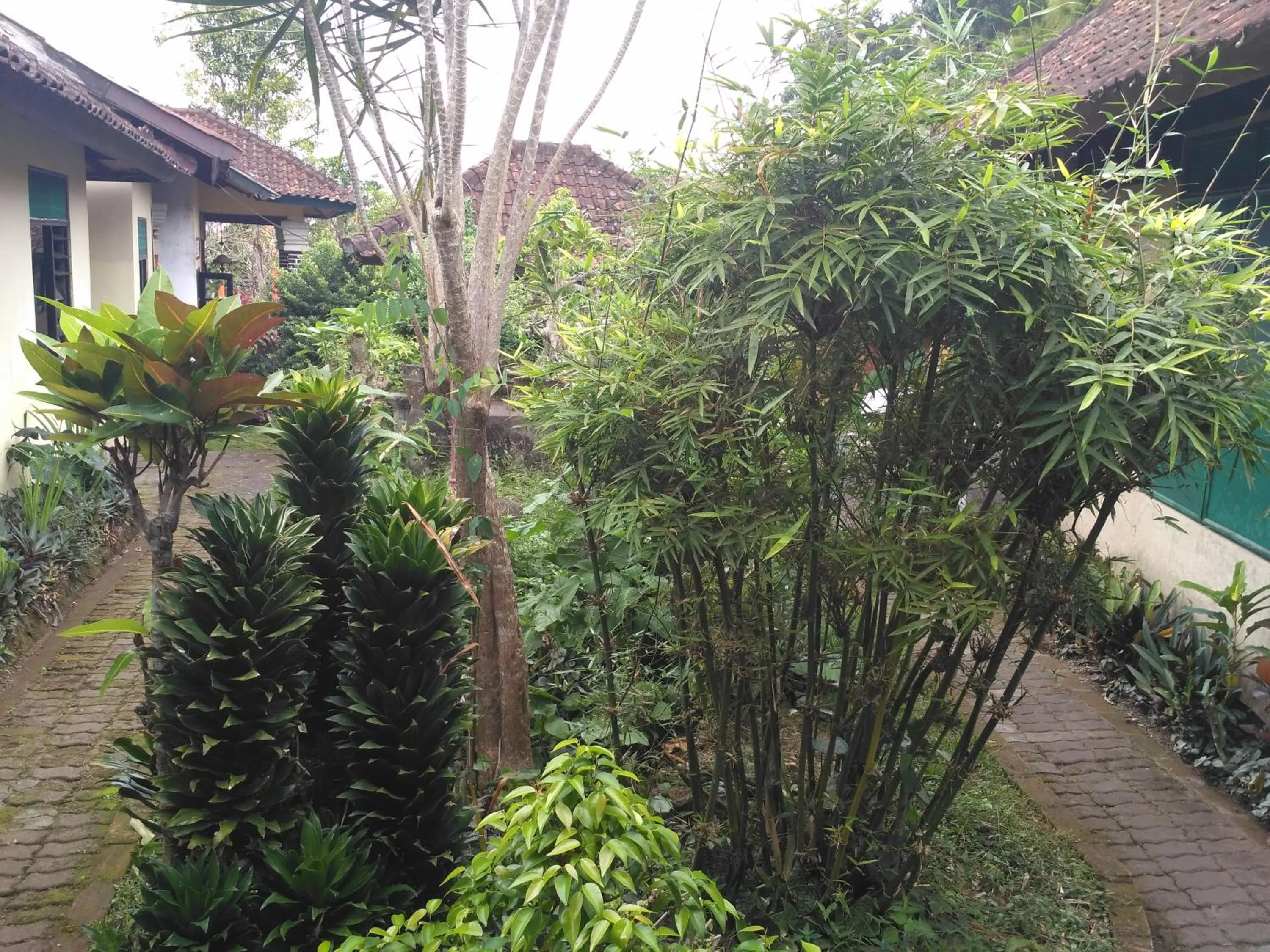 Dhangin Taman