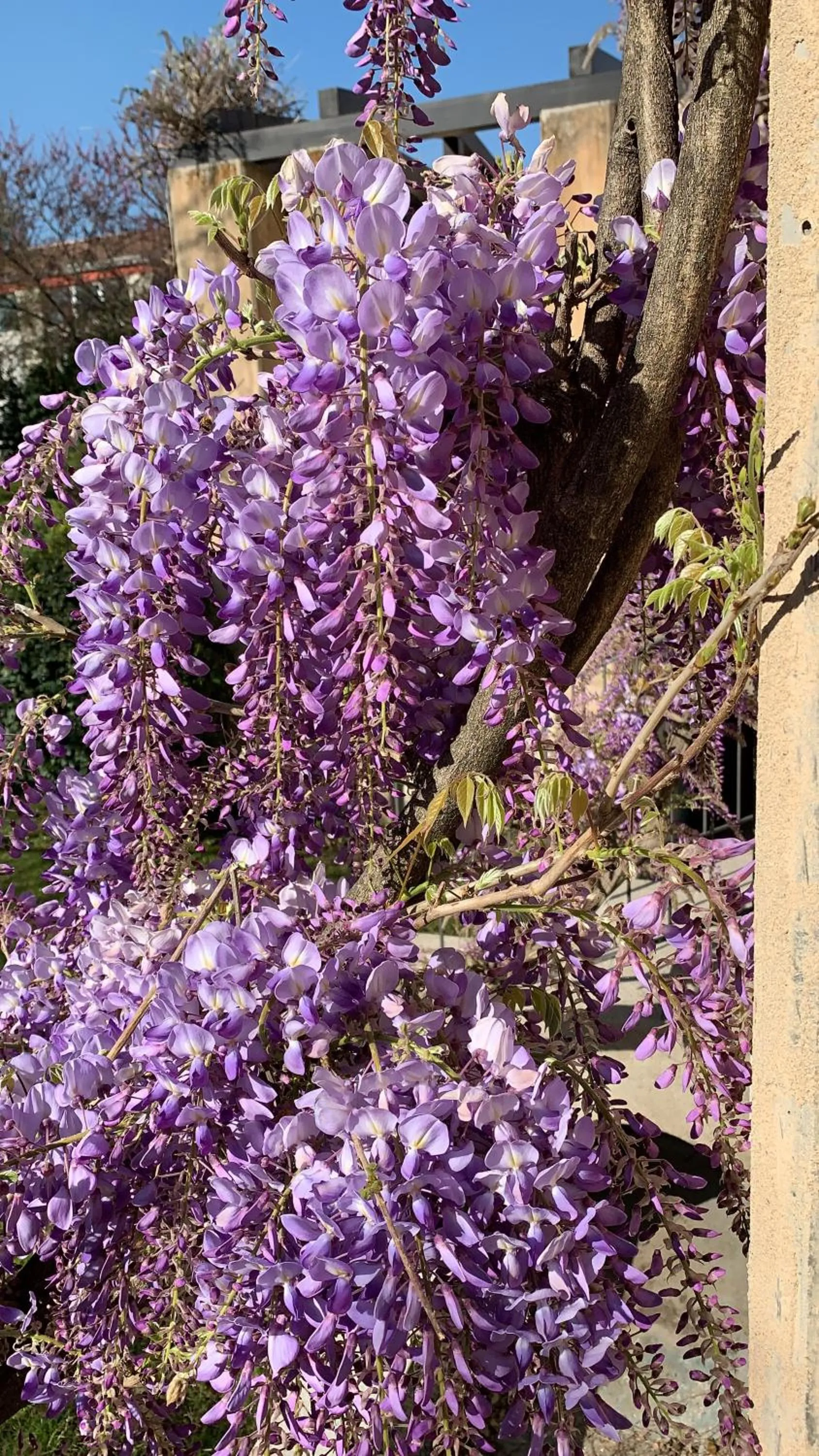 Garden in Ca' Bert Villa dei Glicini B&B