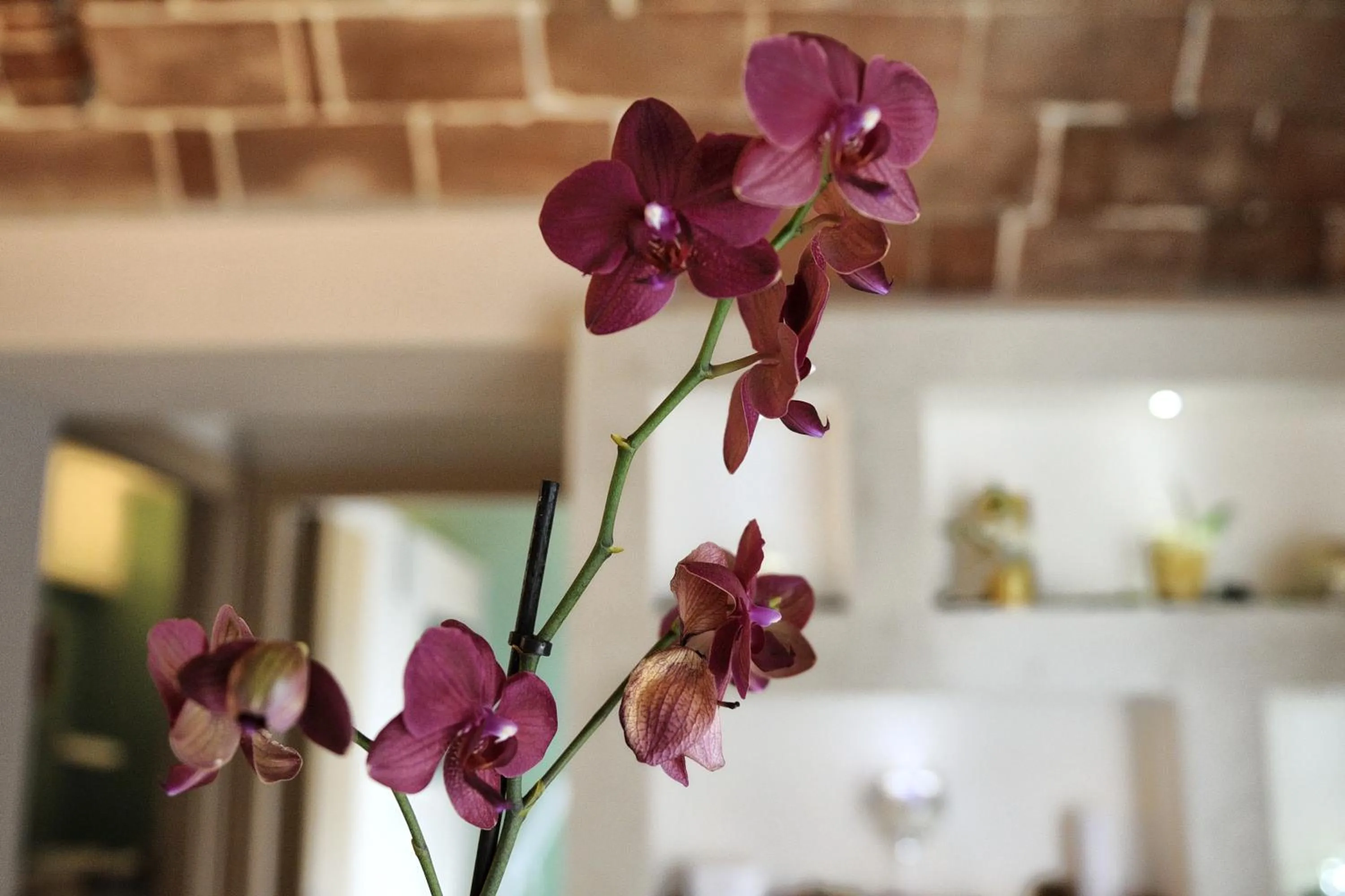 Spa and wellness centre/facilities in Hotel Bertusi