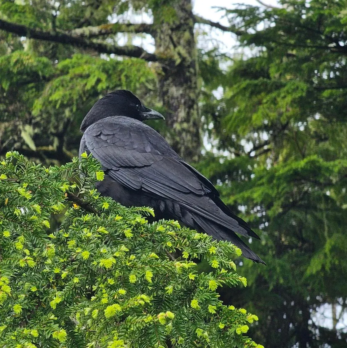 Animals in Snug Harbour Inn