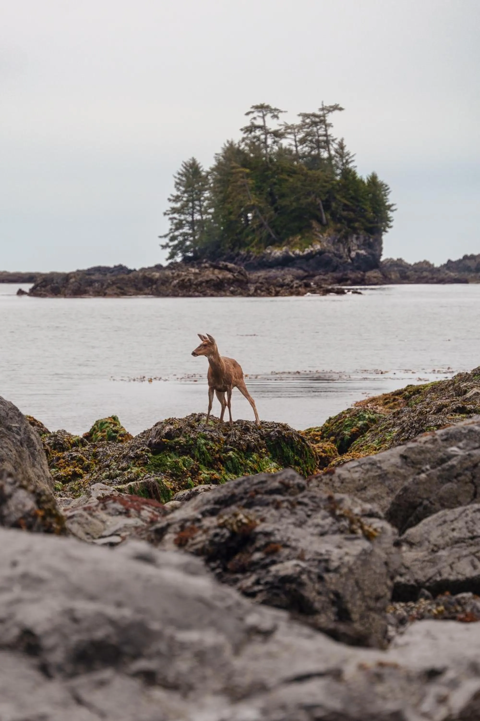 Natural landscape in Snug Harbour Inn