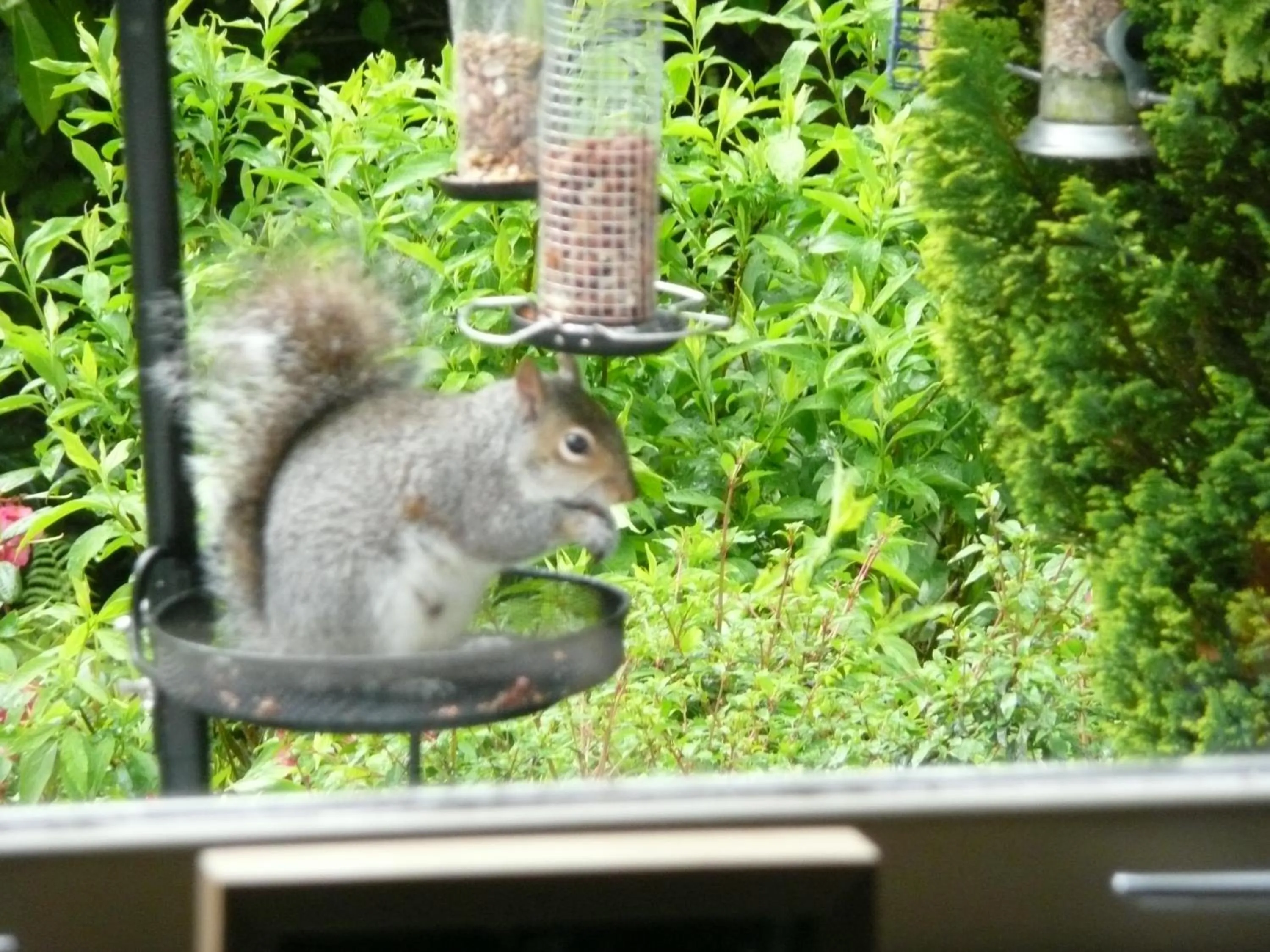 Animals in Glenville House - Adults Only - Incl FREE off-site health club with swimming pool, hot tub, sauna & steam room