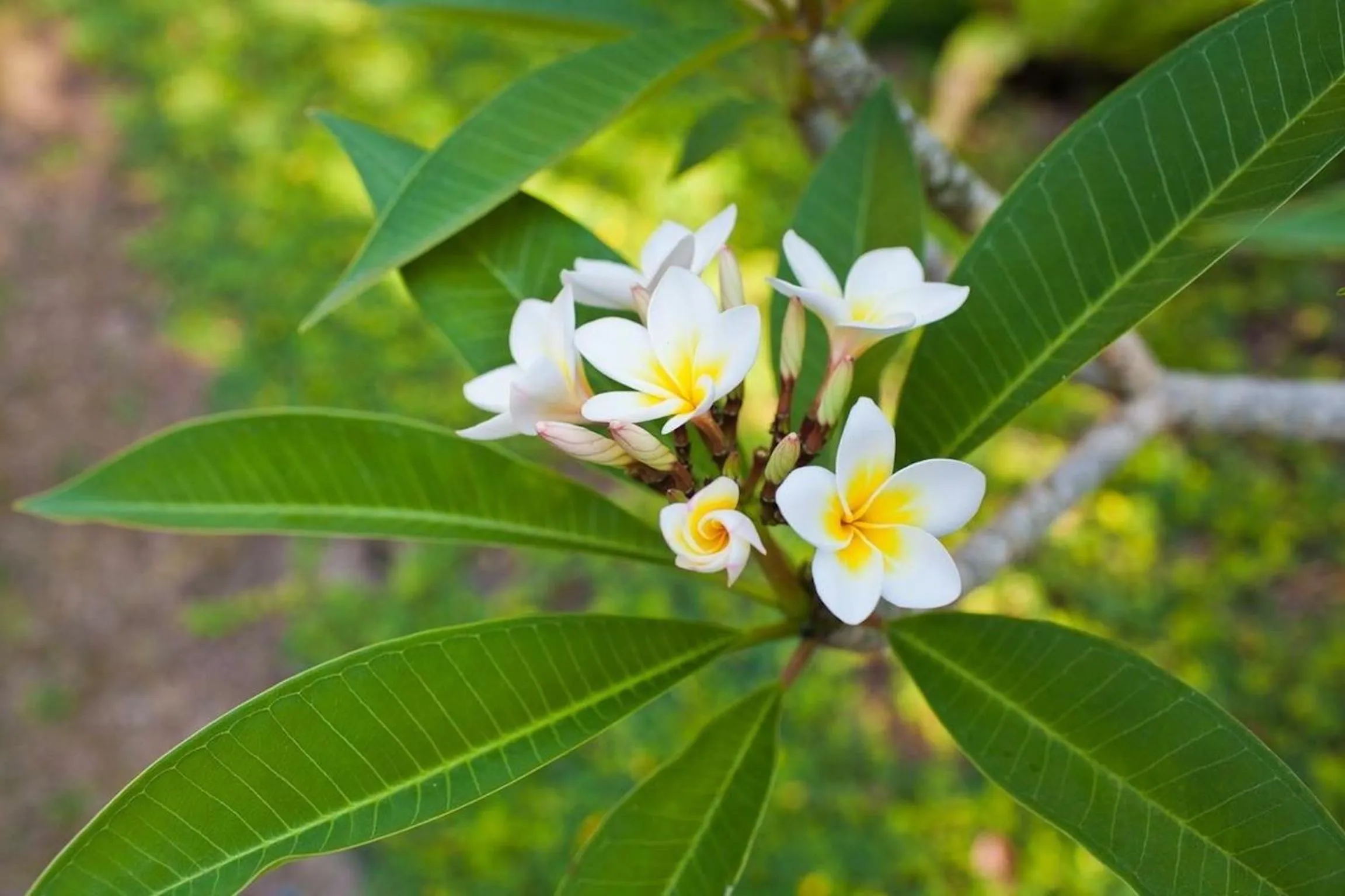 Garden view in Nirarta Center For Living Awareness