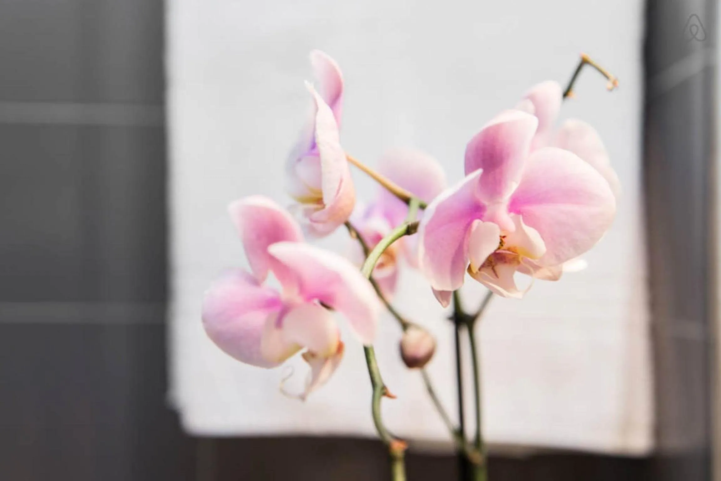 Decorative detail in Be My Guest