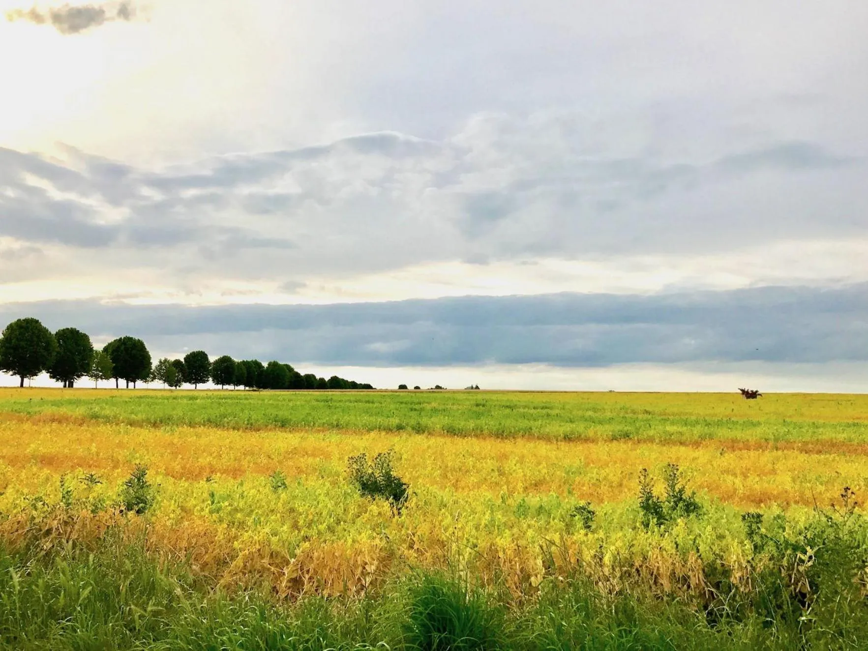 Text overlay in Le Green des Impressionnistes