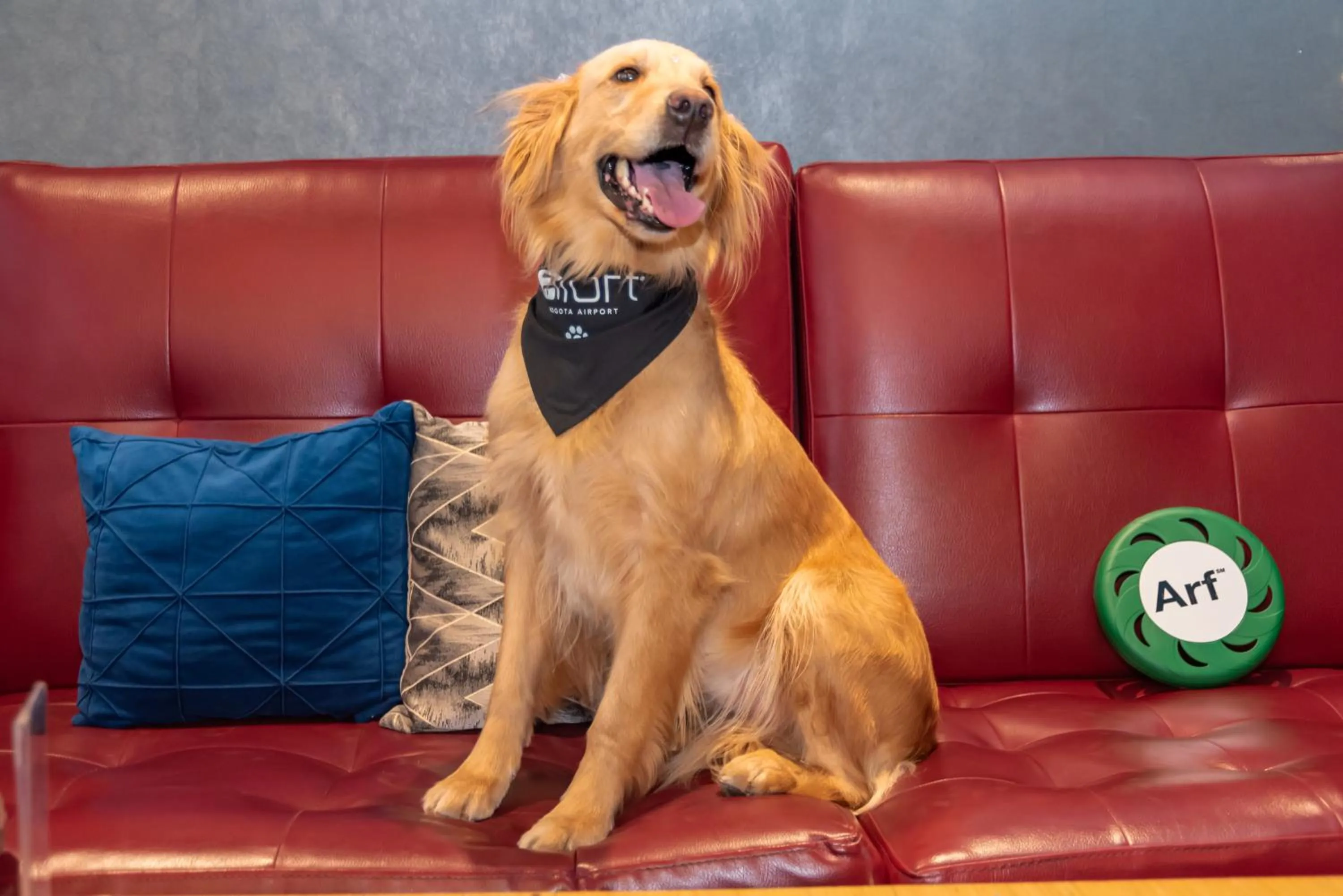 Pets in Aloft Bogotá Airport