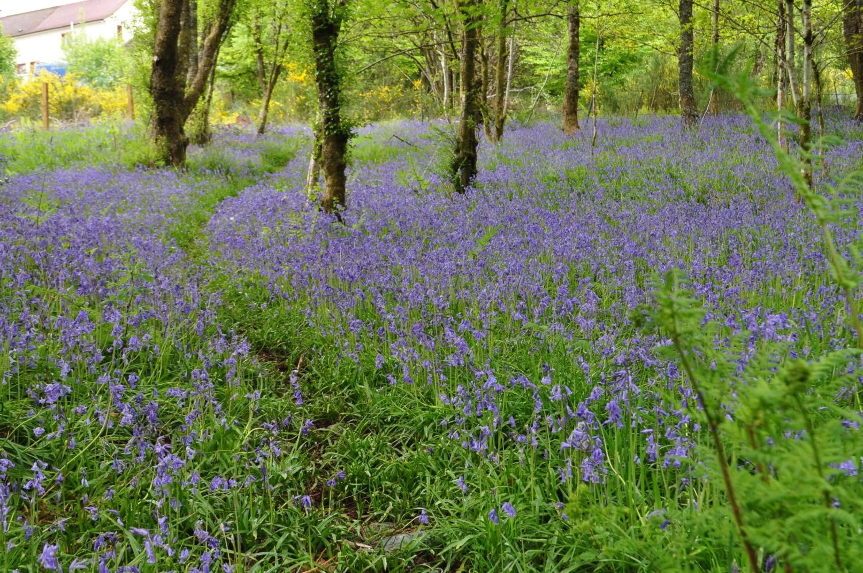 Natural landscape in The Corran