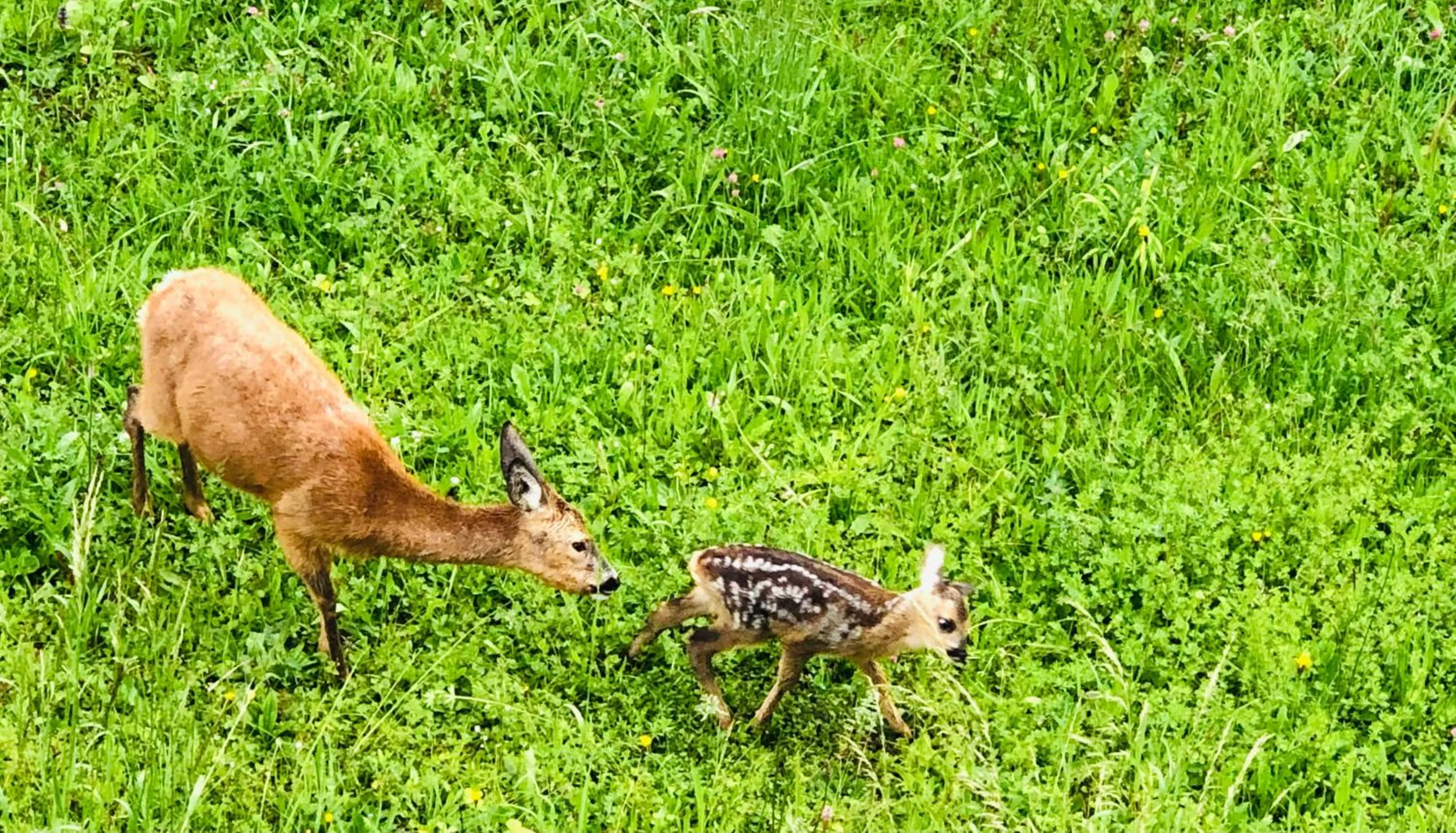 Garden view in Hotel-Restaurant Berghof
