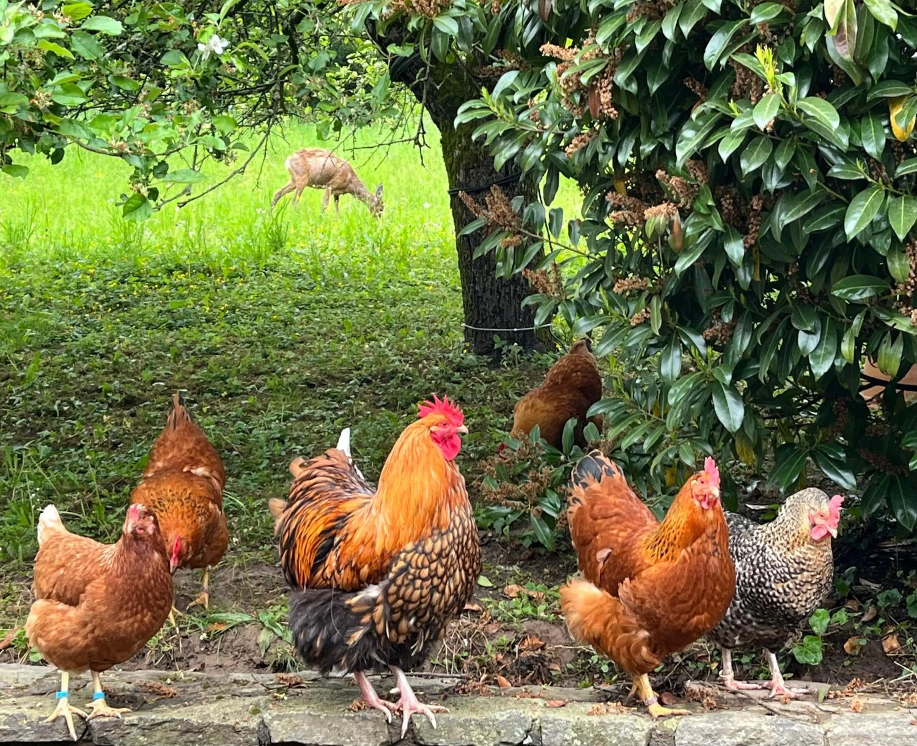 Hotel-Restaurant Berghof