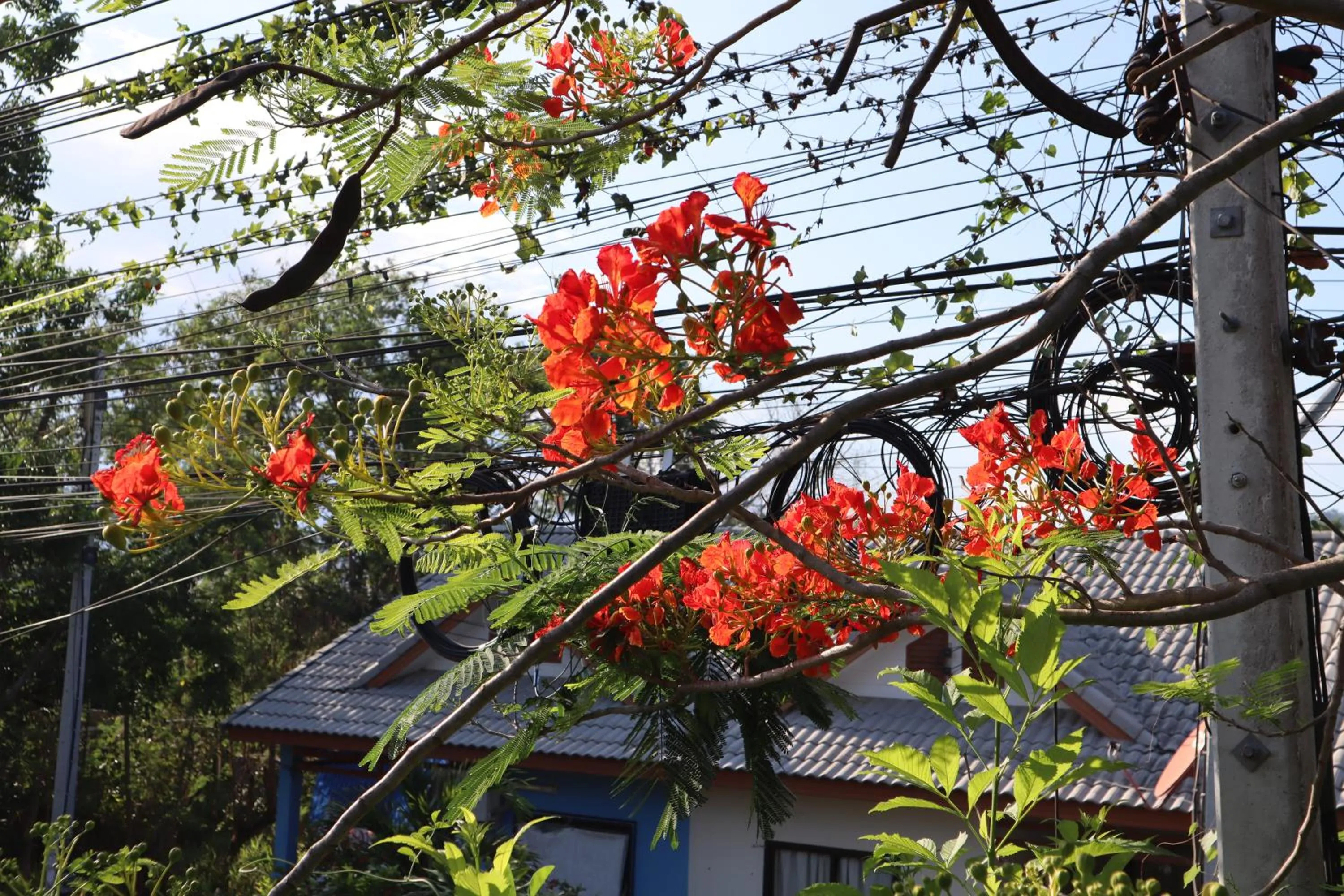 Secret garden pool villa