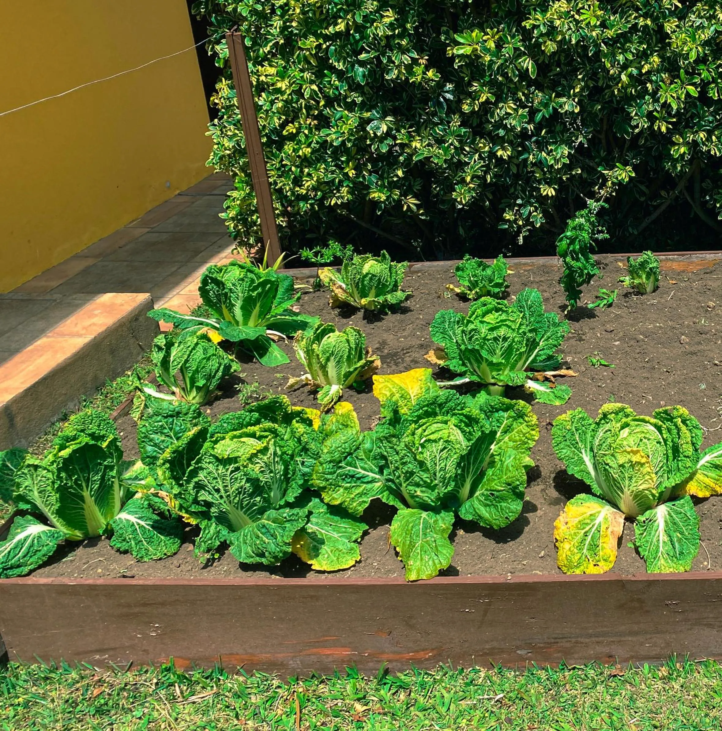 Garden in Los Establos Boutique Resort - All Inclusive