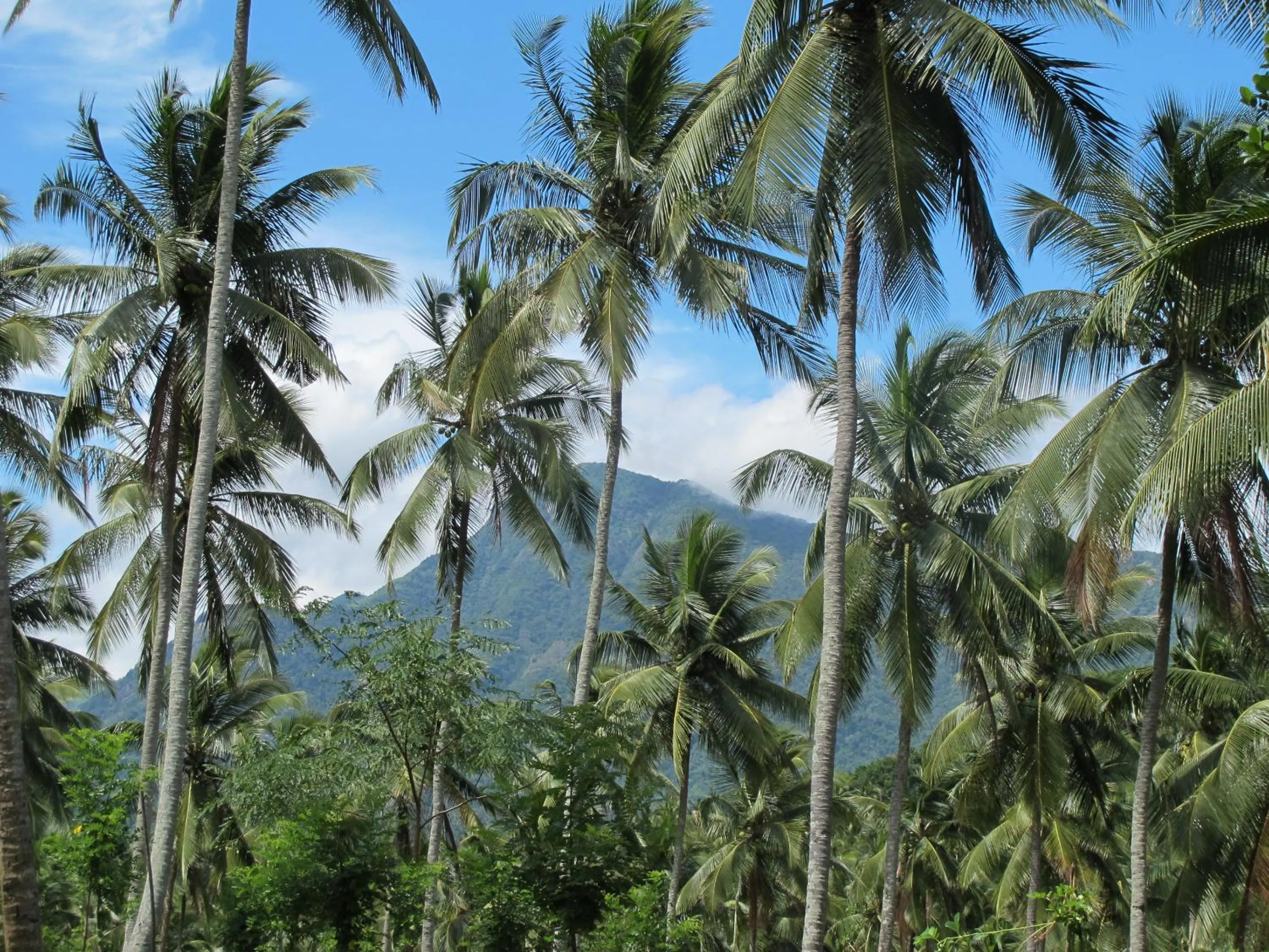 Mountain view in Jim's Farm Villas