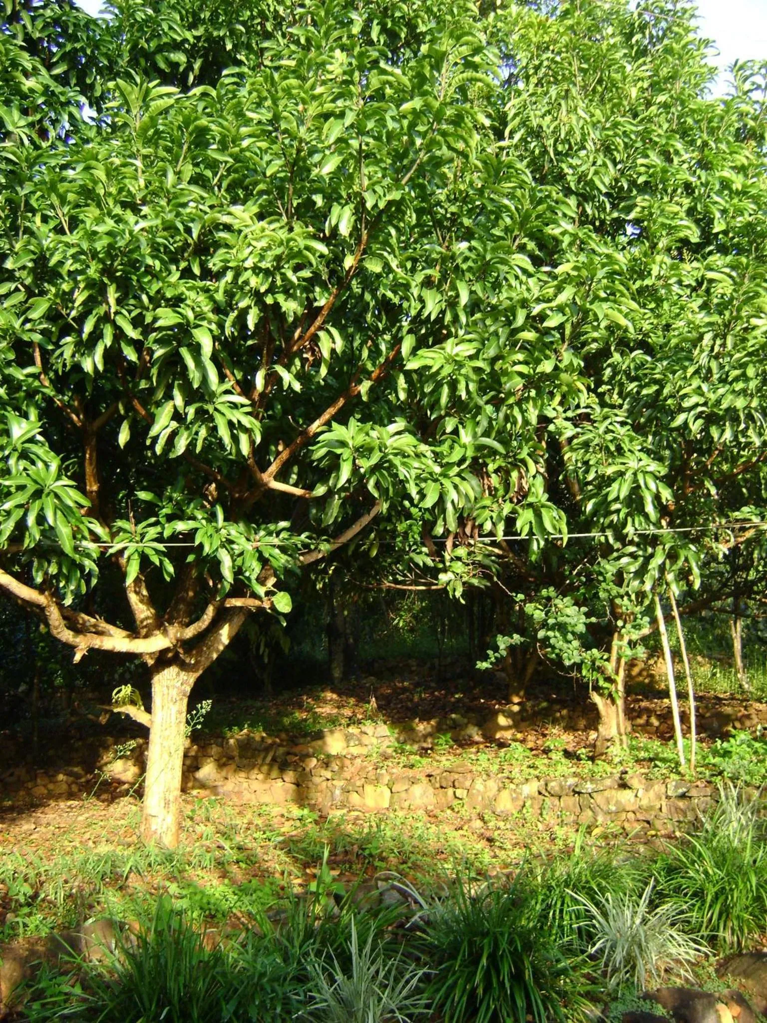 Garden view in Landa Holiday House