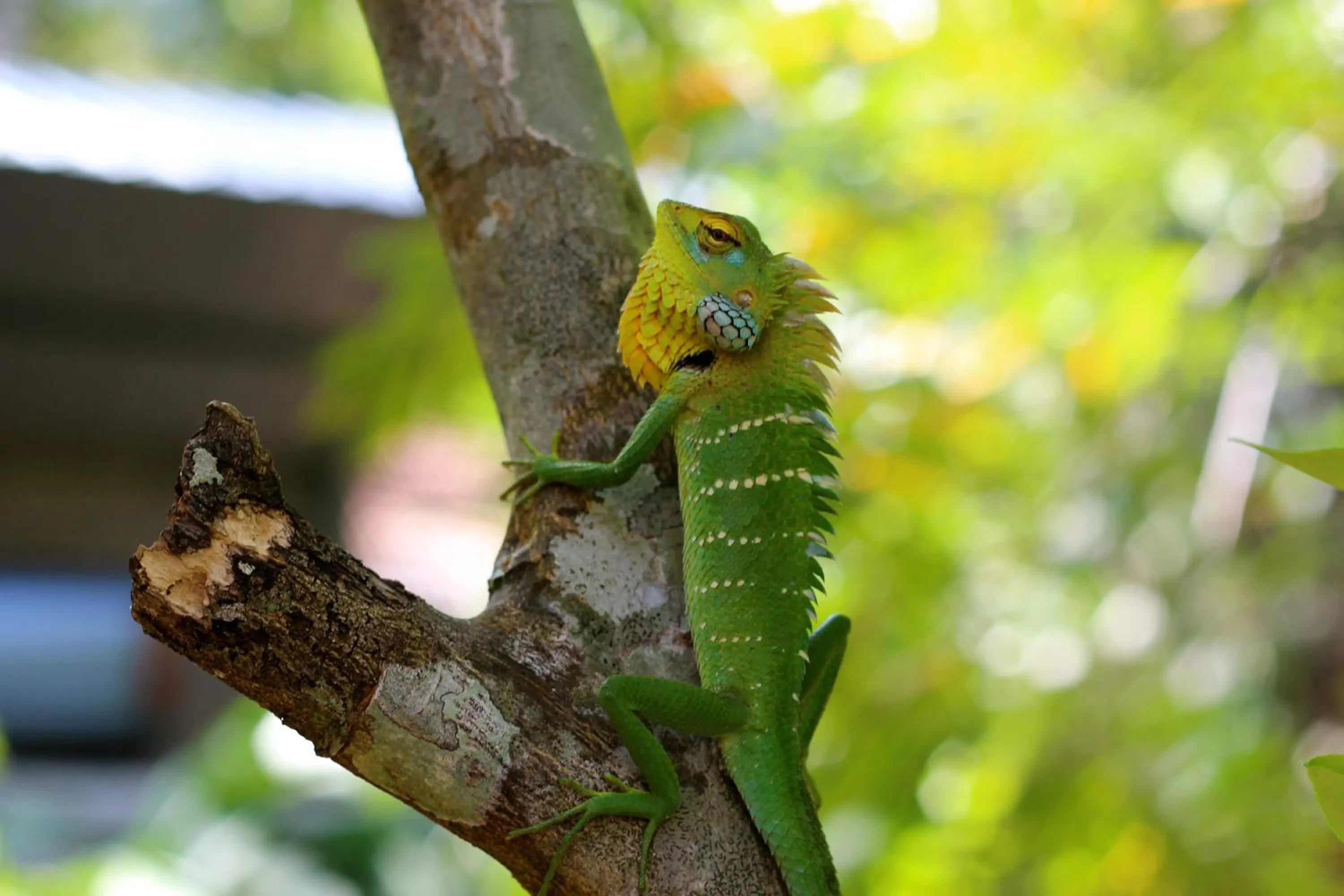Animals in Landa Holiday House
