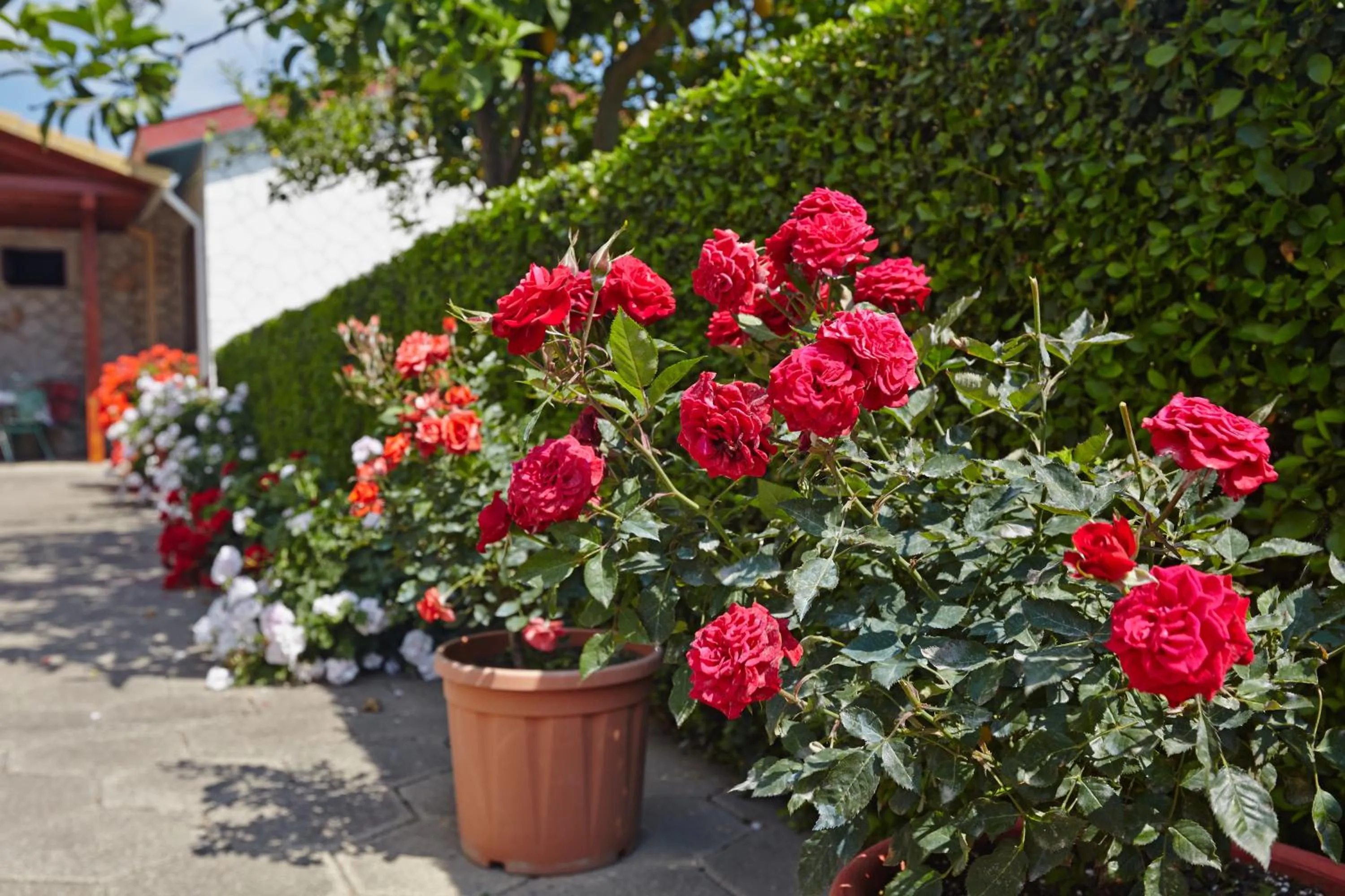 Garden in Pettas Apartments