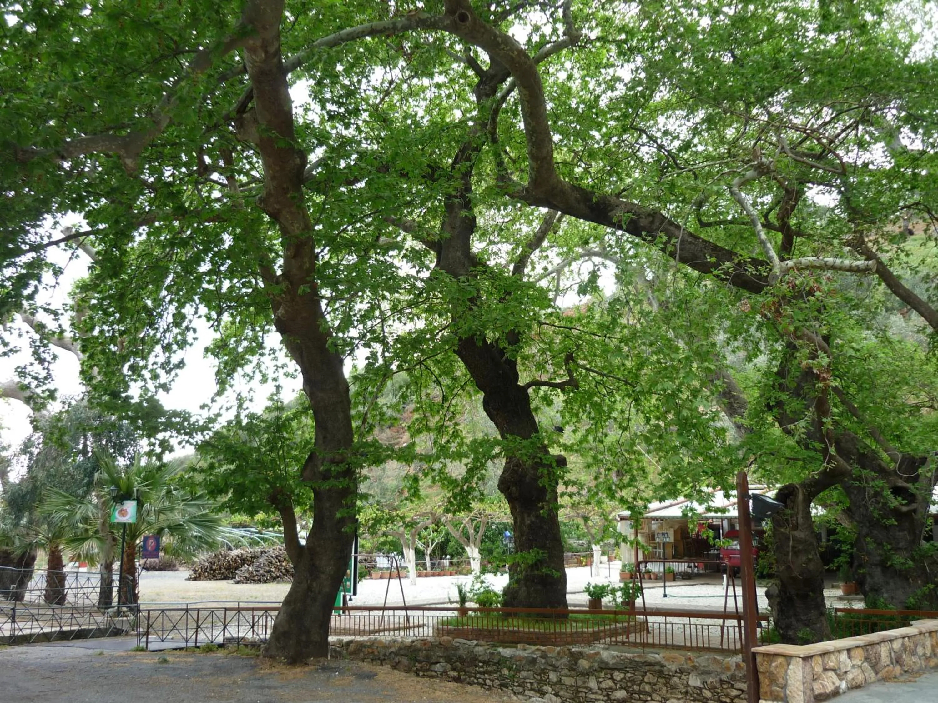 Restaurant/places to eat in Pagona Hotel