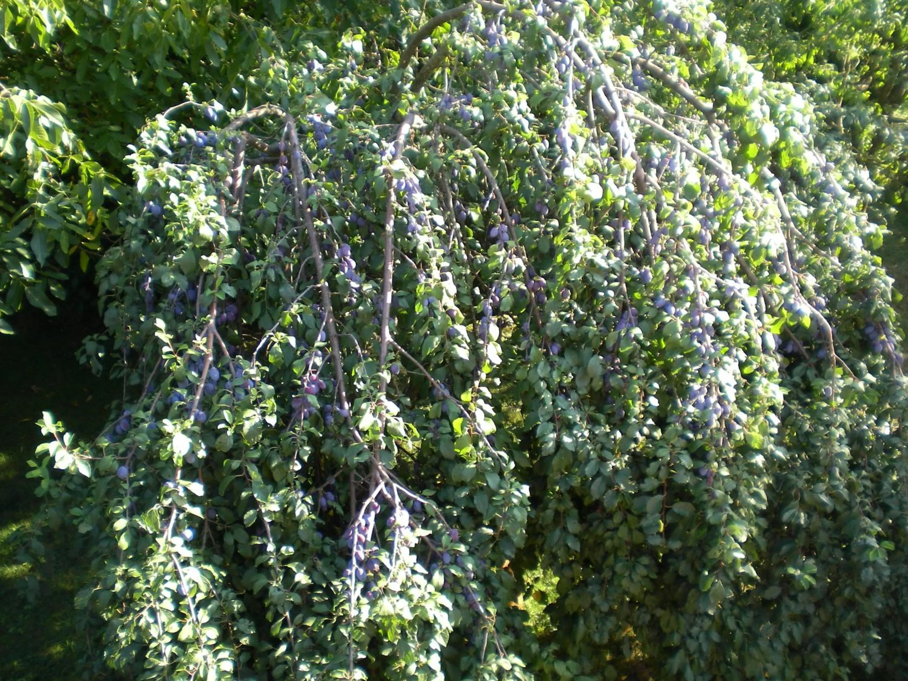Garden in Pension Thermensonne