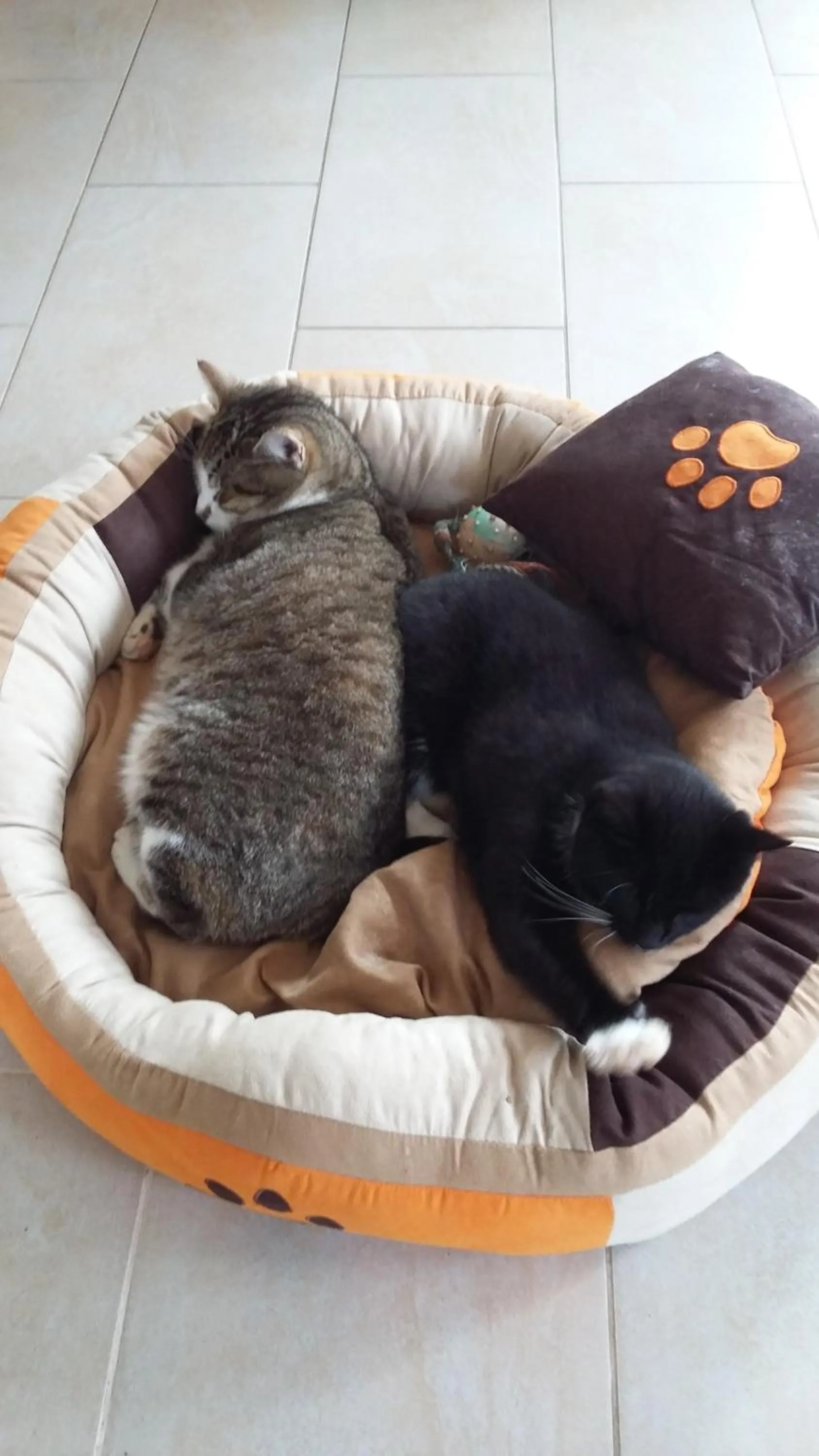 Pets in Pension Thermensonne