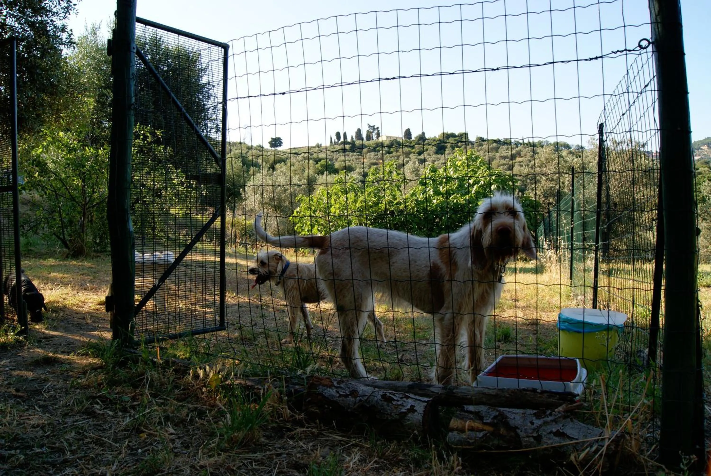 Garden in Dolce Vita