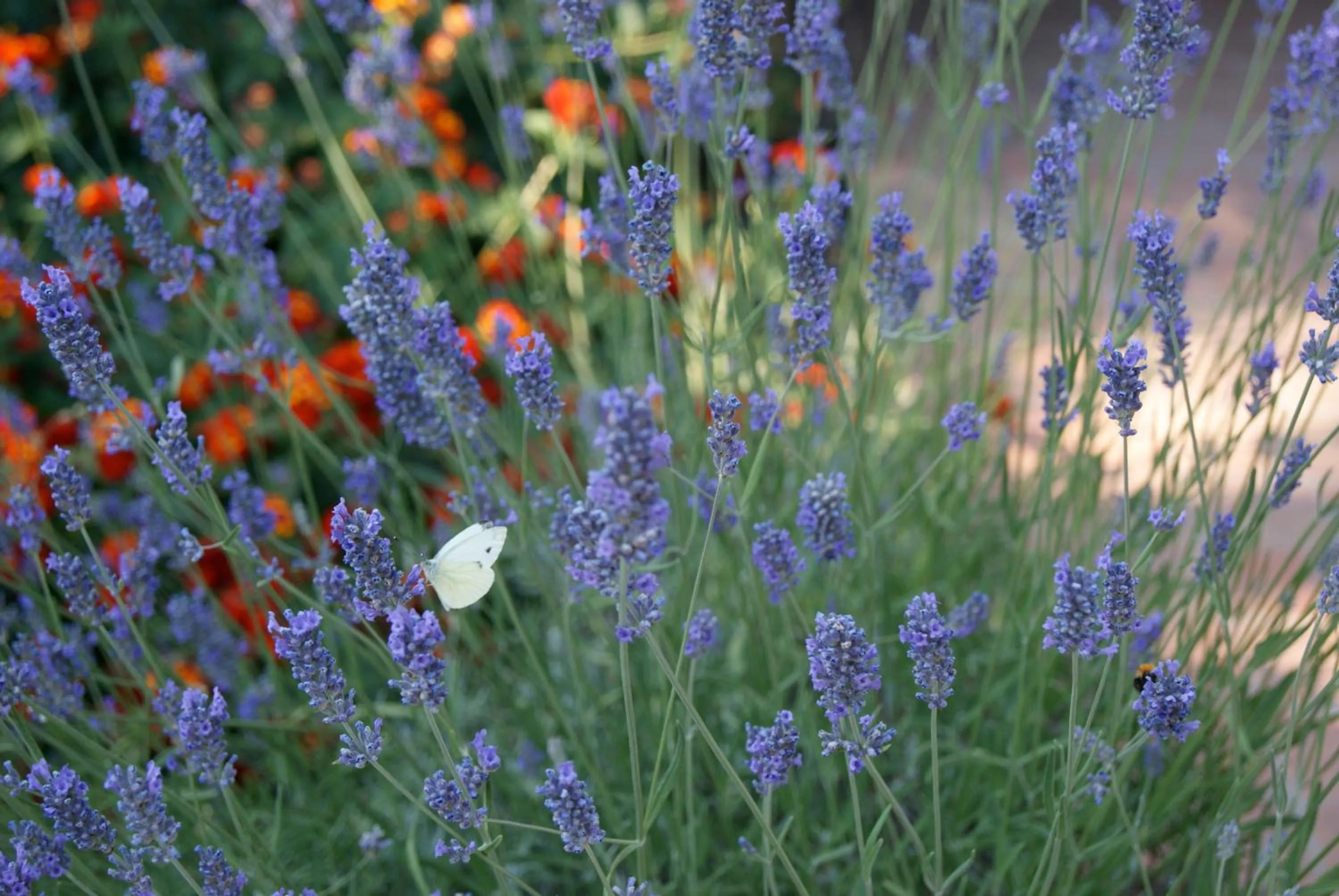 Spring in Dolce Vita