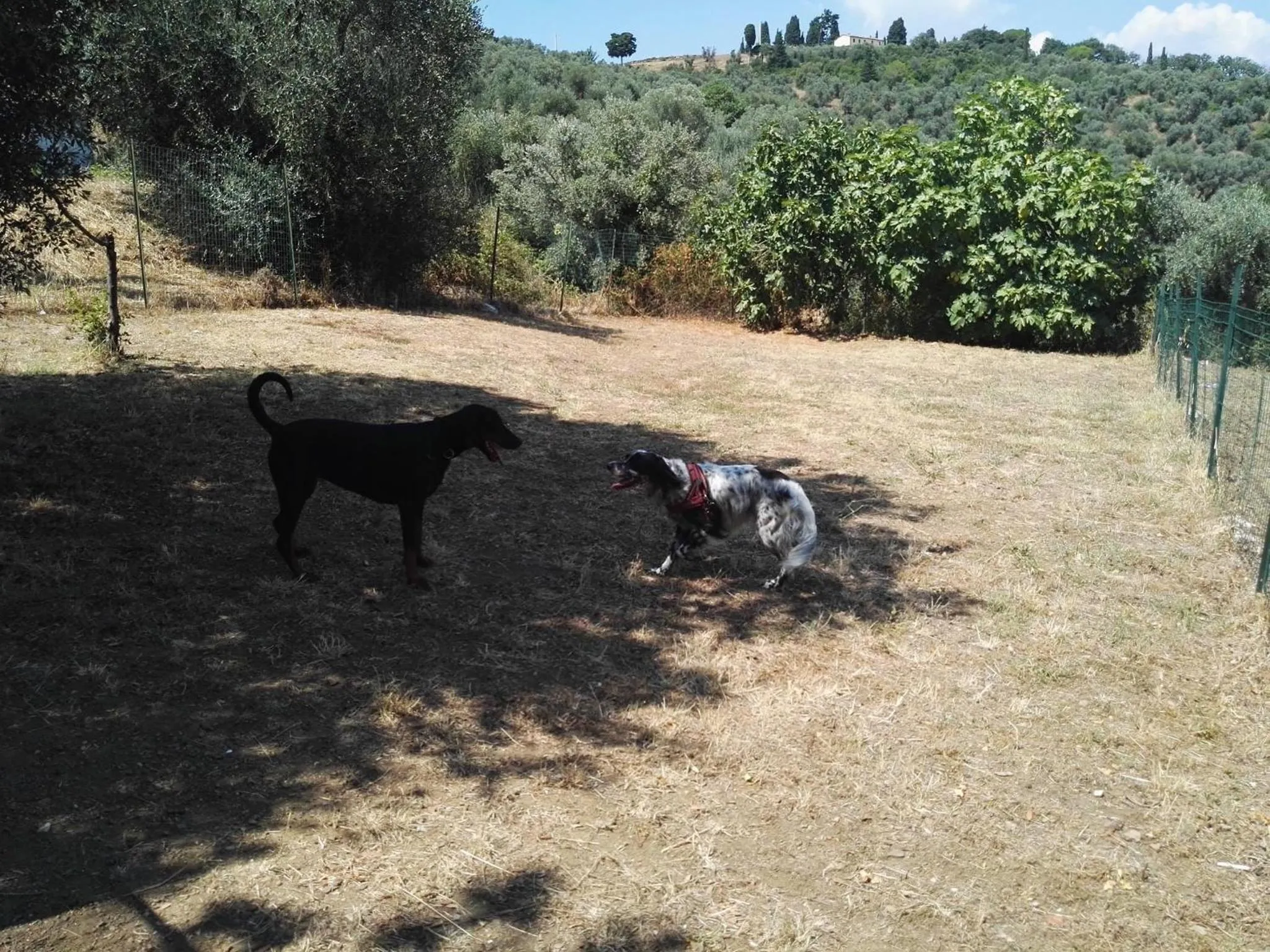 Animals in Dolce Vita