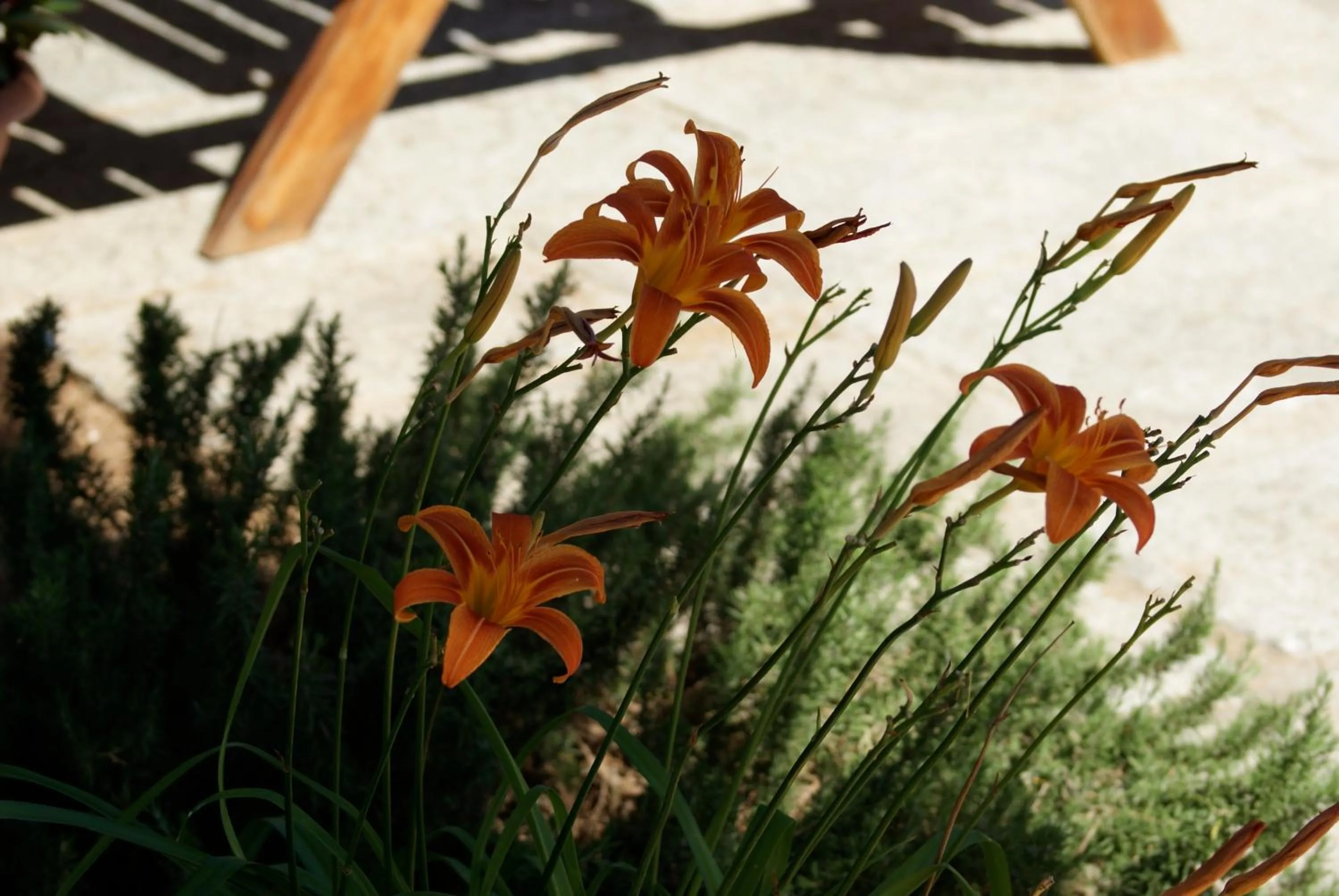 Garden in Dolce Vita