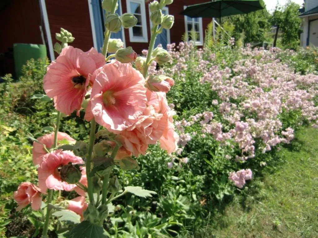 Garden in Vandrarhemmet Tallbacka/Ängelsberg Hostel