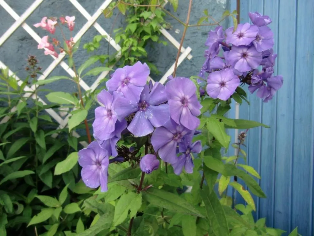 Garden in Vandrarhemmet Tallbacka/Ängelsberg Hostel
