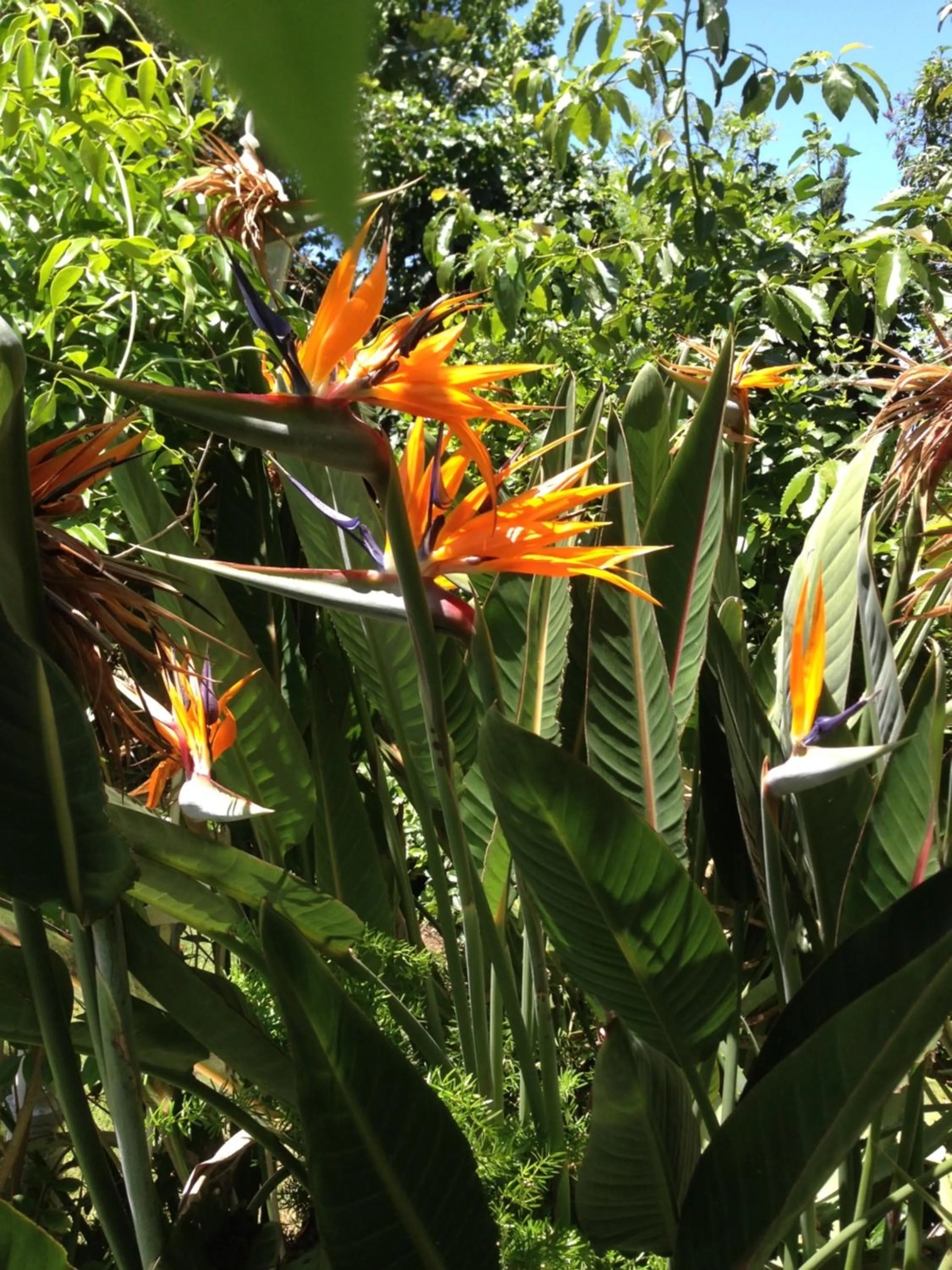 Garden in Alba House Guest House