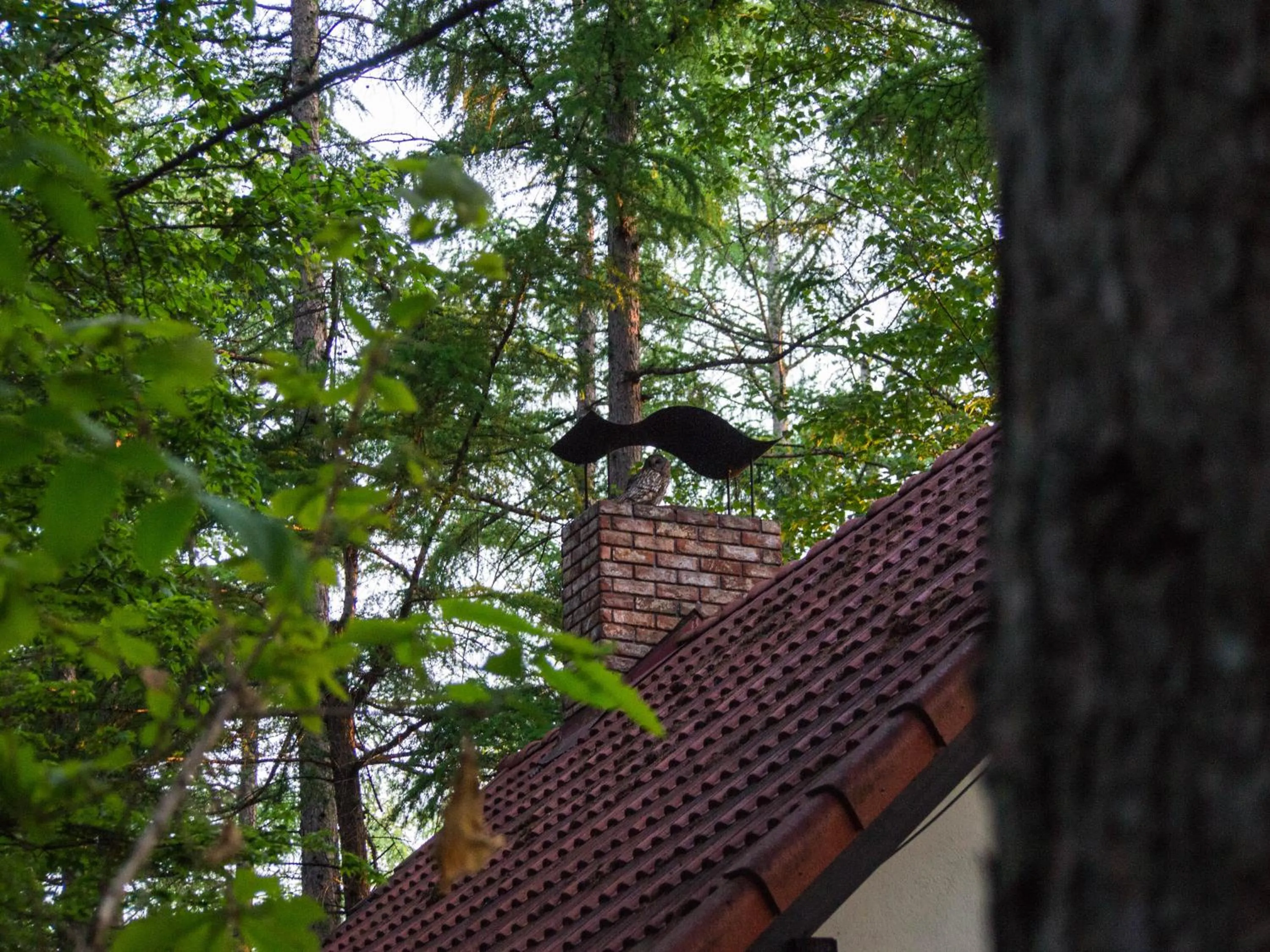 Animals in Guesthouse Canterbury
