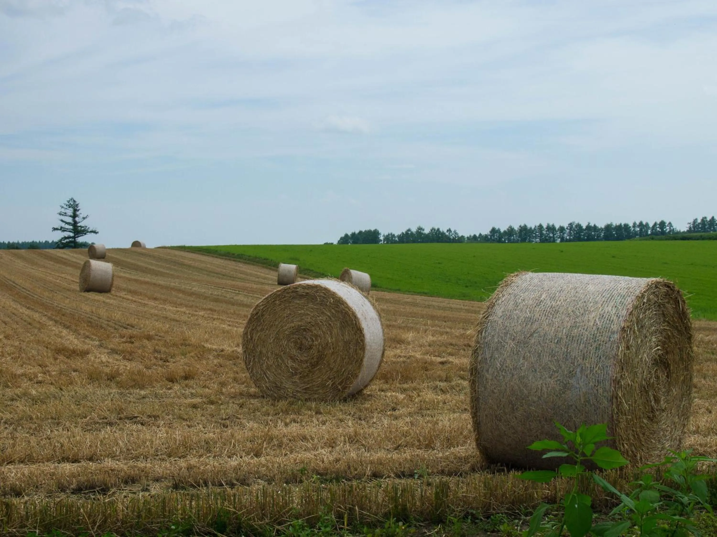 Summer in Guesthouse Canterbury