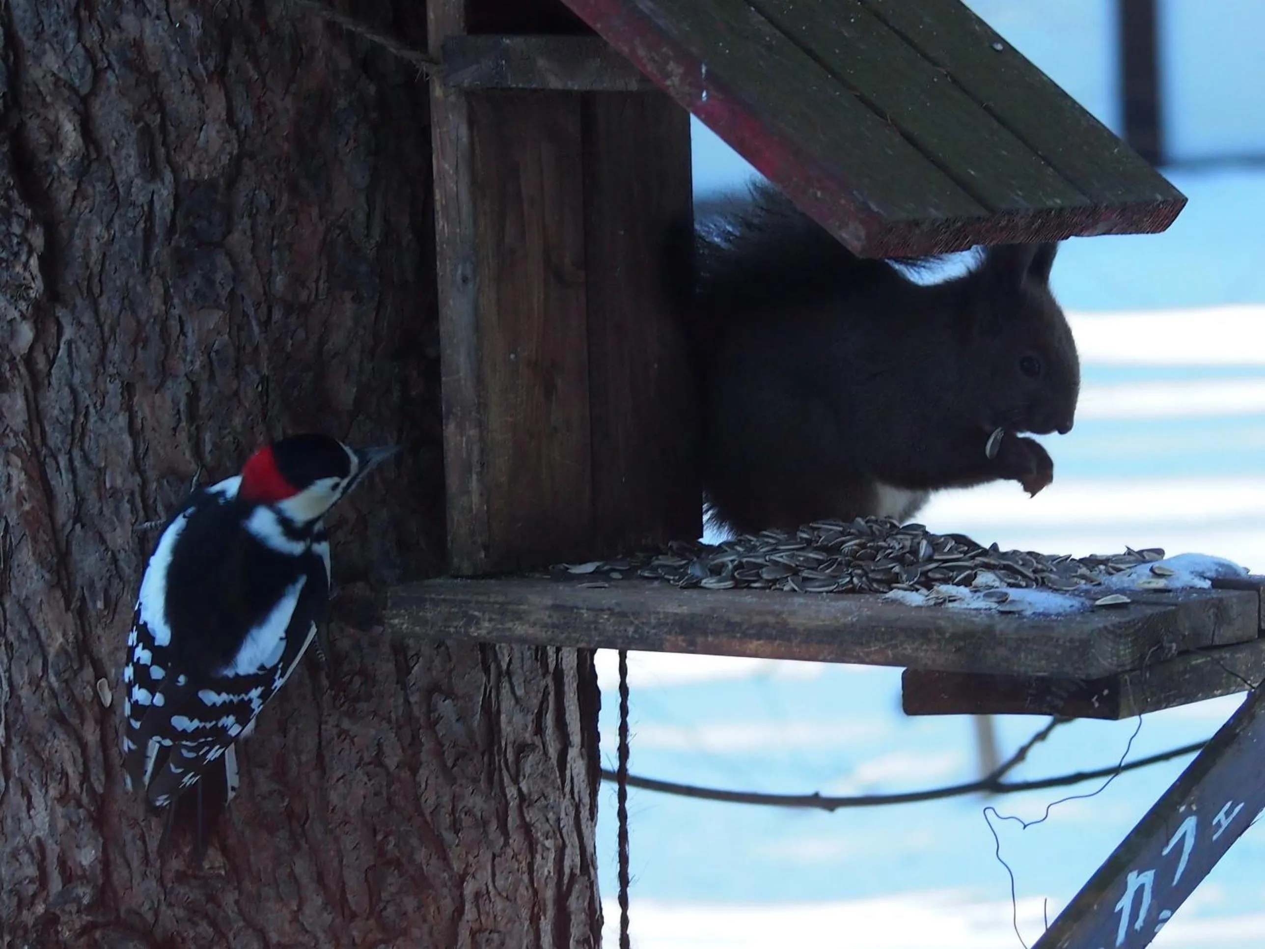 Animals in Guesthouse Canterbury