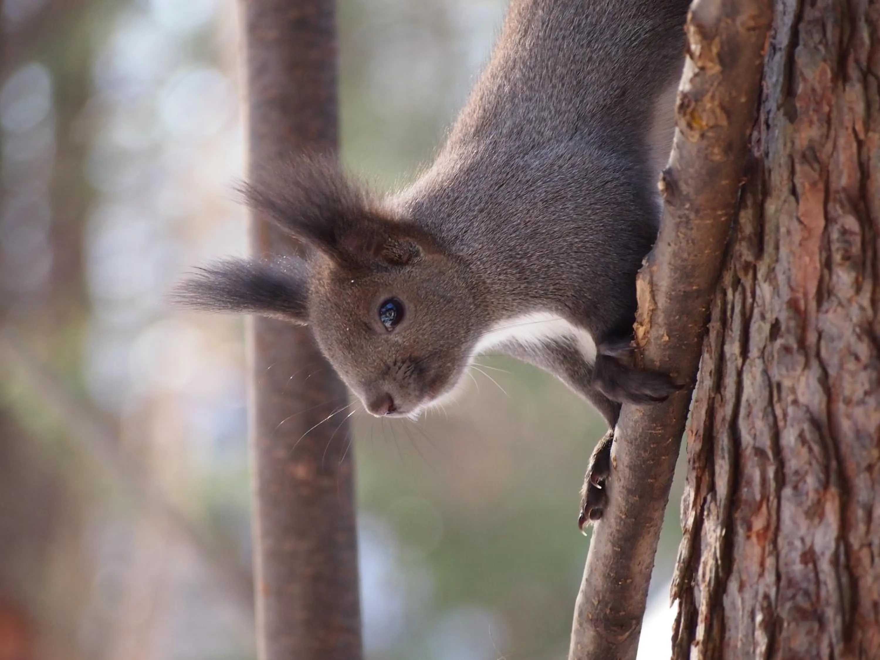 Animals in Guesthouse Canterbury
