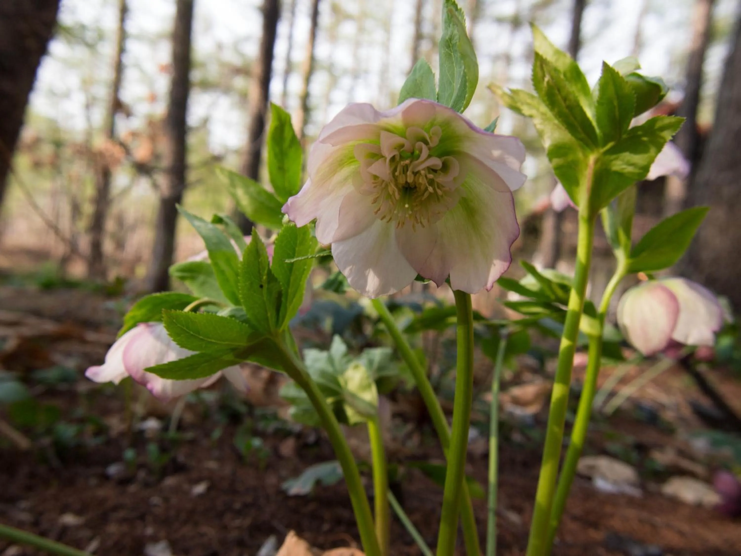 Garden in Guesthouse Canterbury
