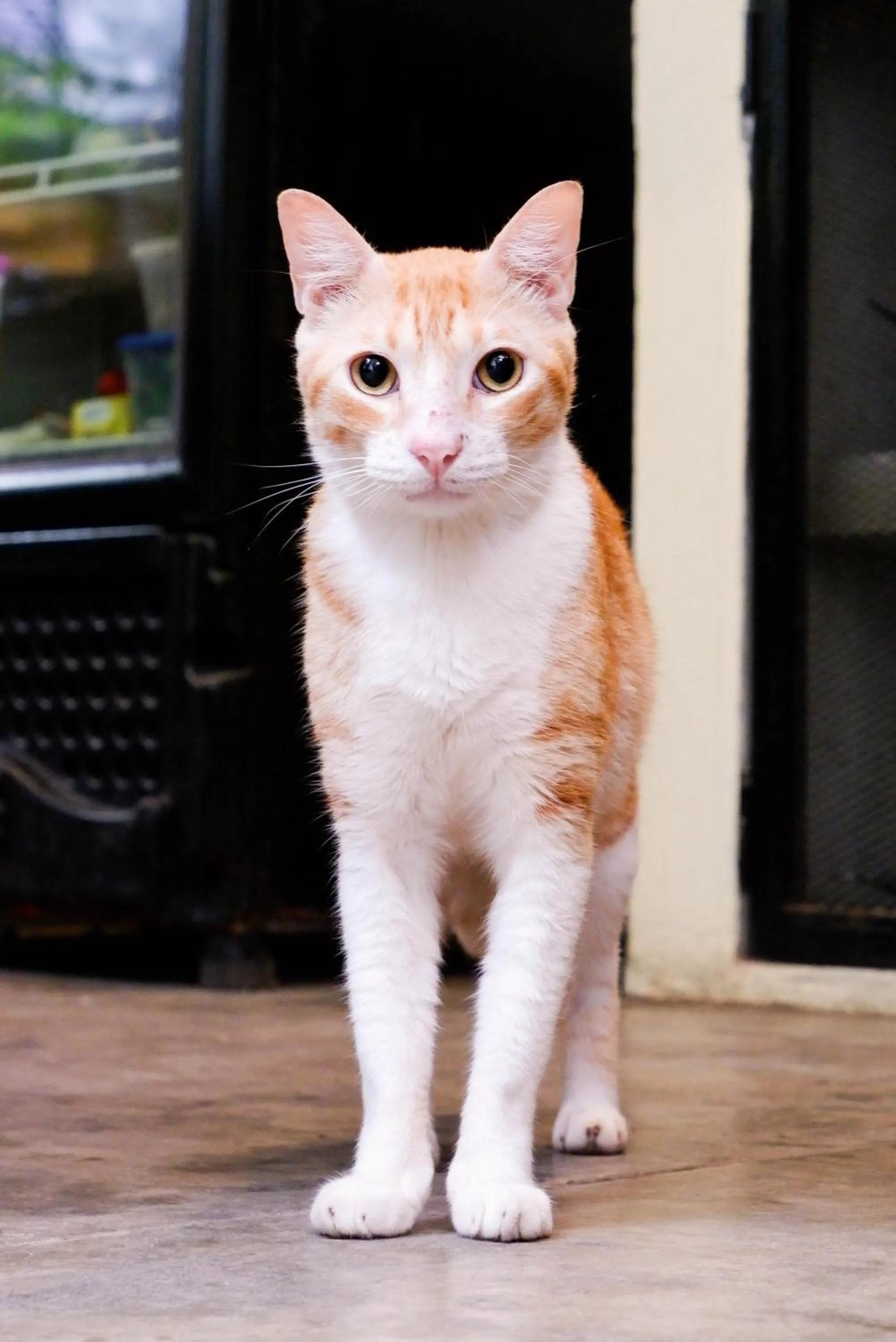 Pets in Santuario Getsemani Hostel
