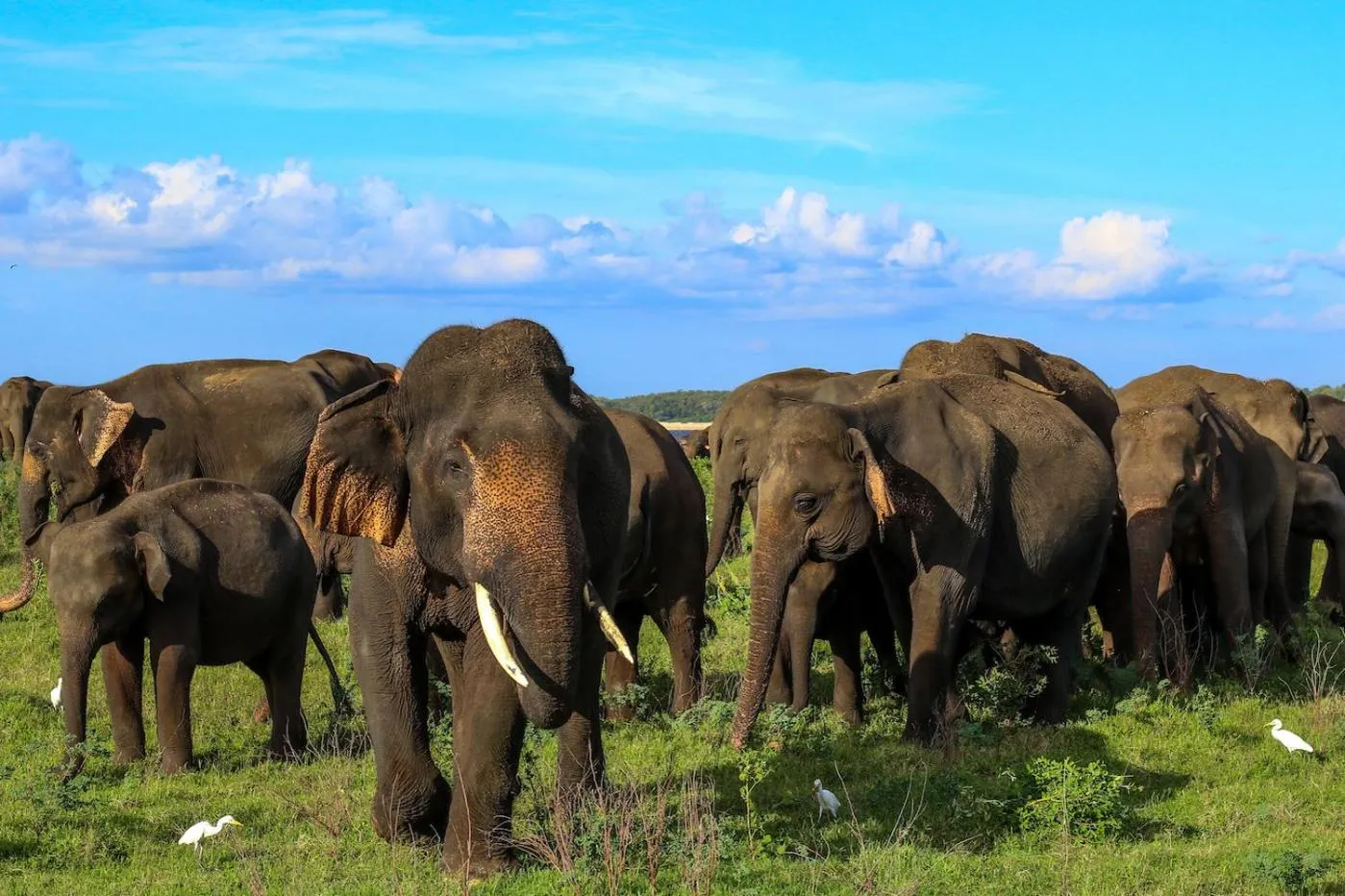 Off site in The Thick Forest