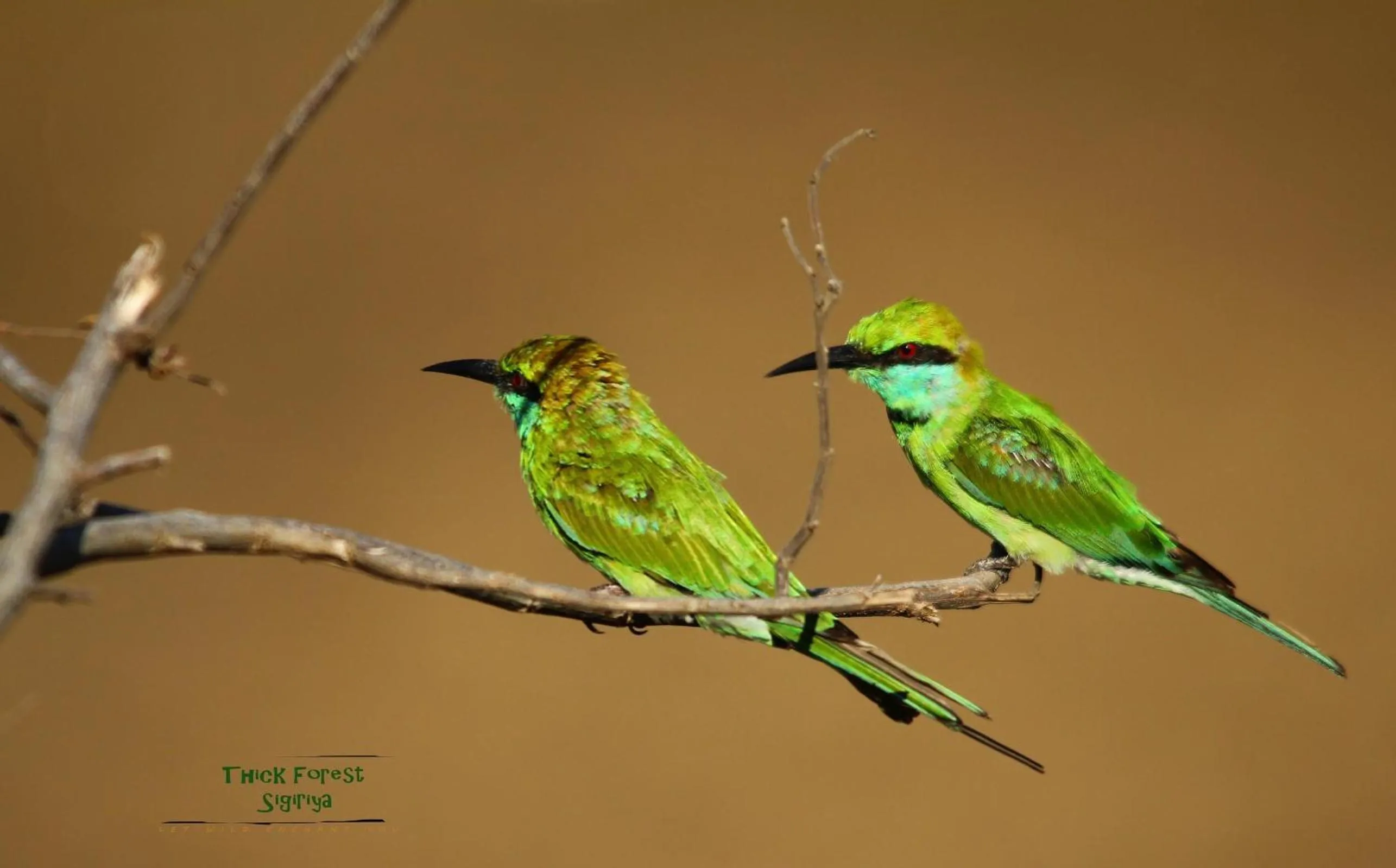 Garden in The Thick Forest