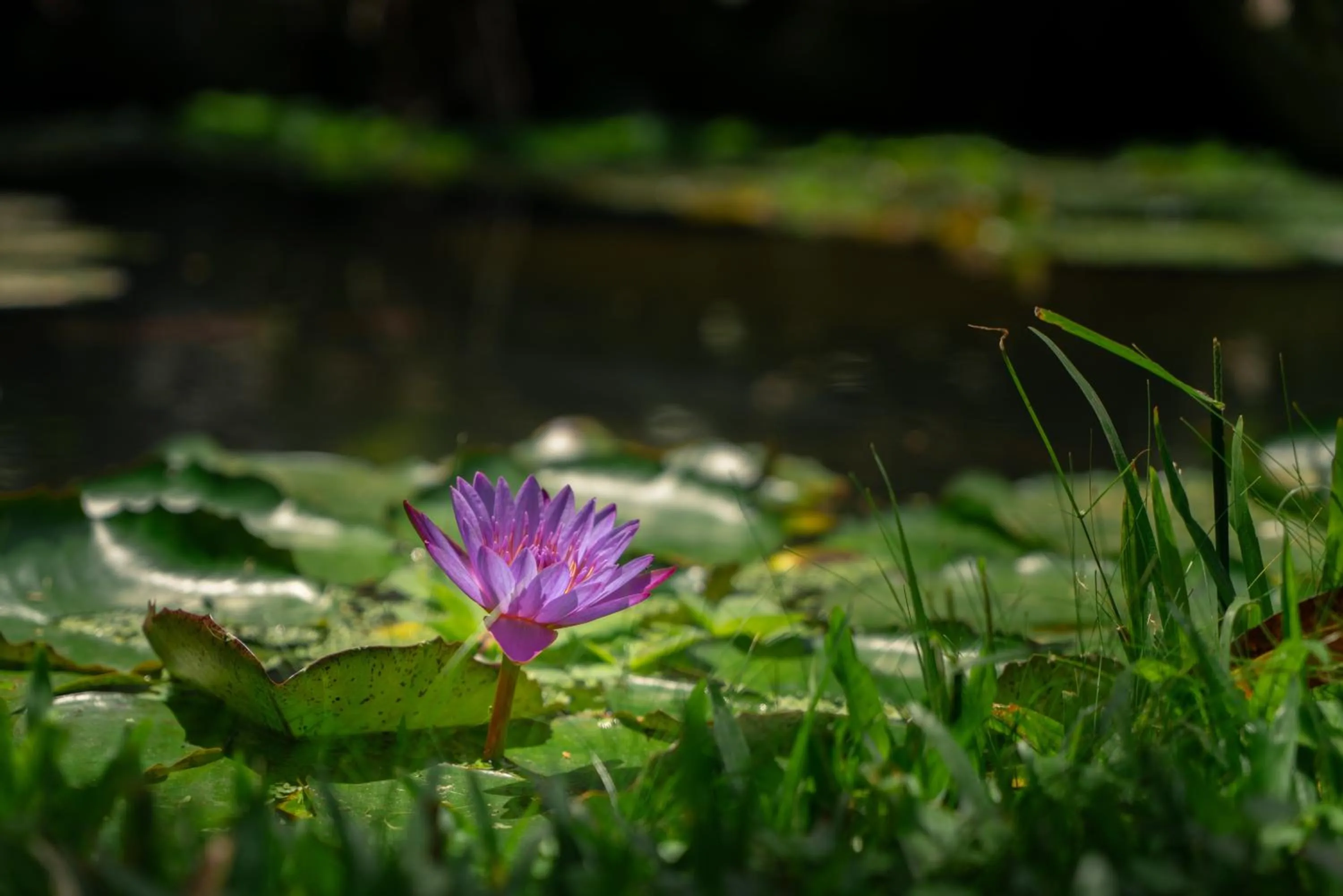 Lake view in Jardines Secretos