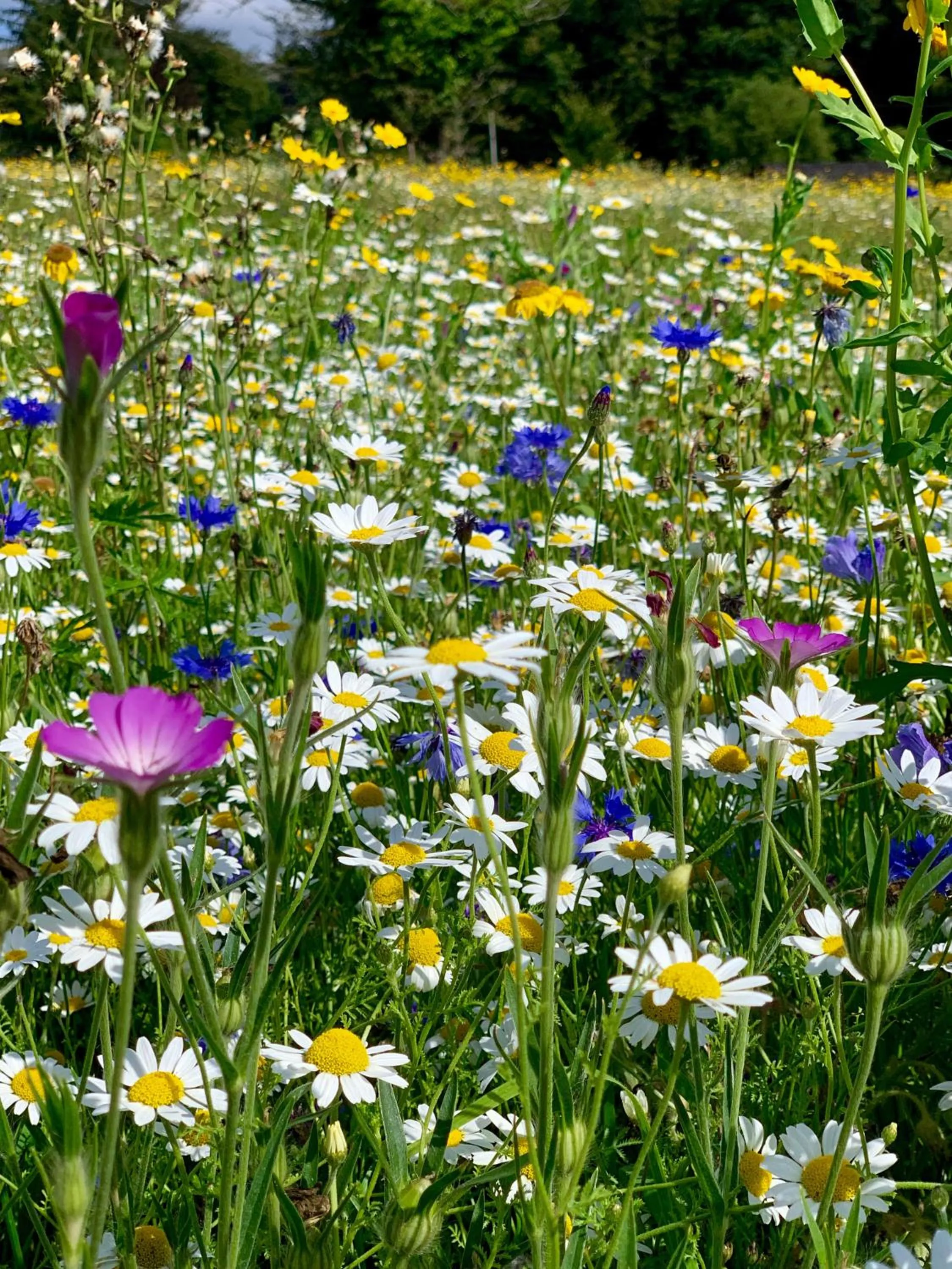 Spring in Lydford House