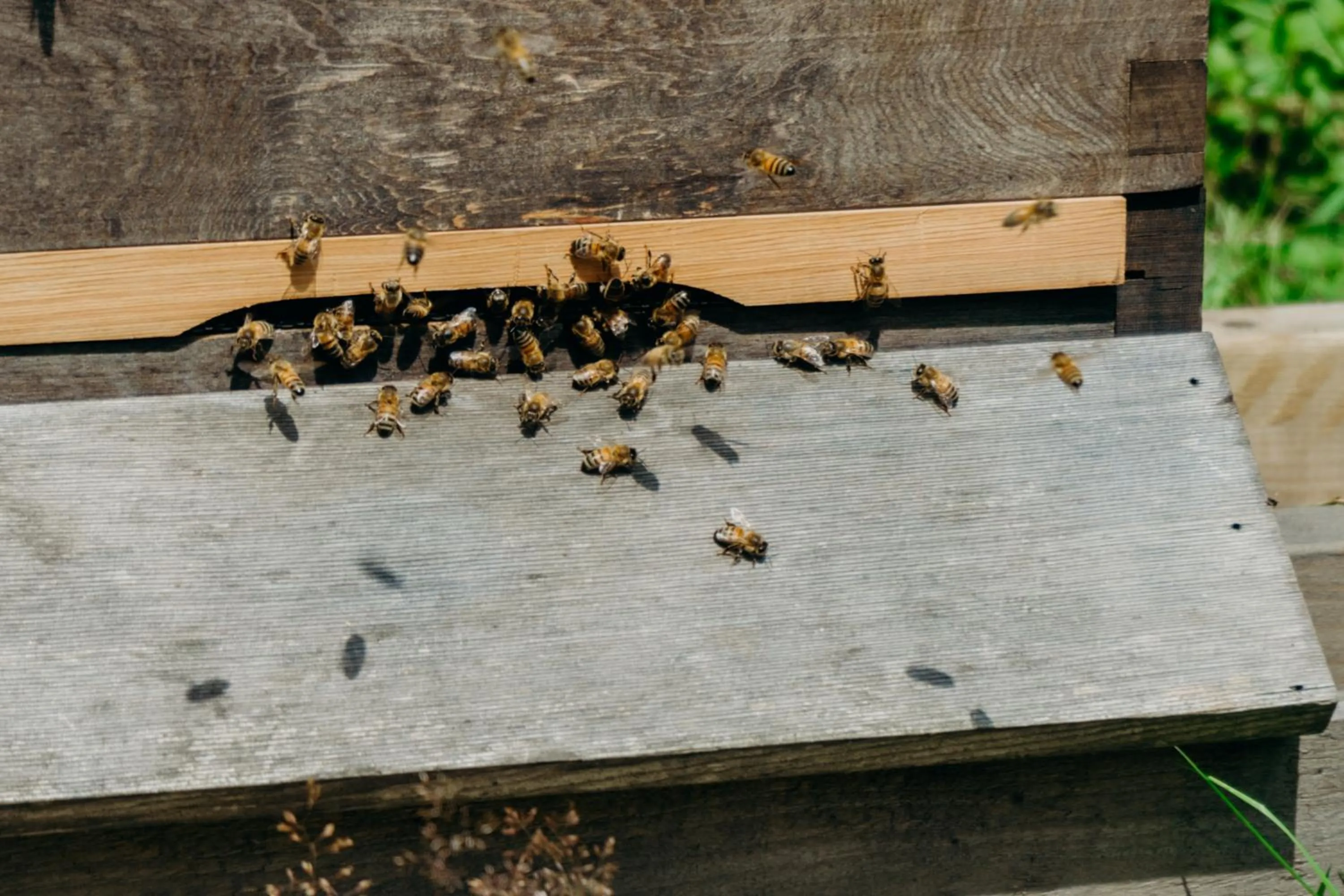 Day in Lydford House