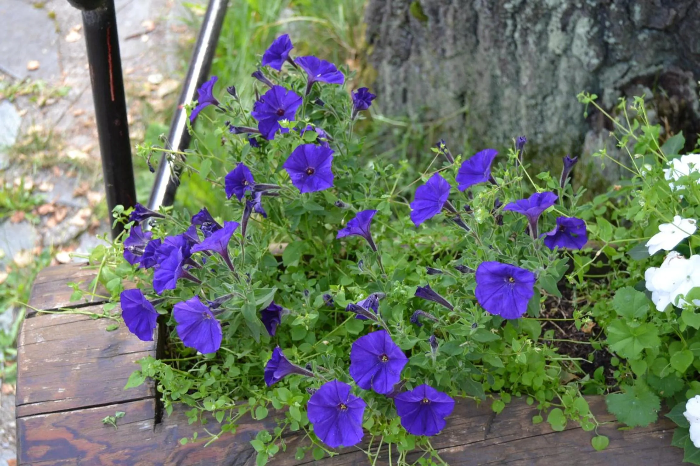Breakfast in Albergo Cioccarelli